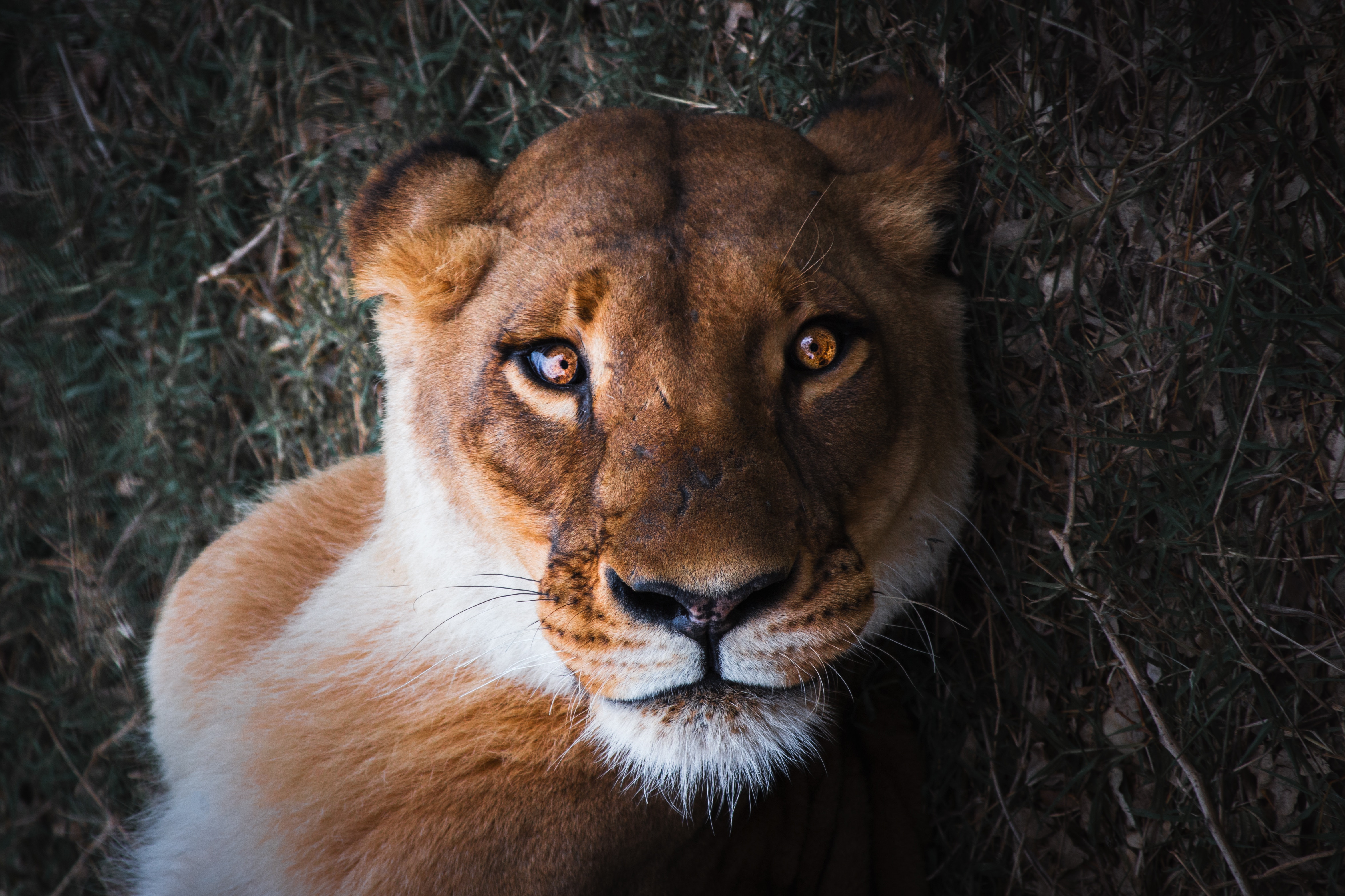 predator, muzzle, lion, opinion Lioness Cellphone FHD pic