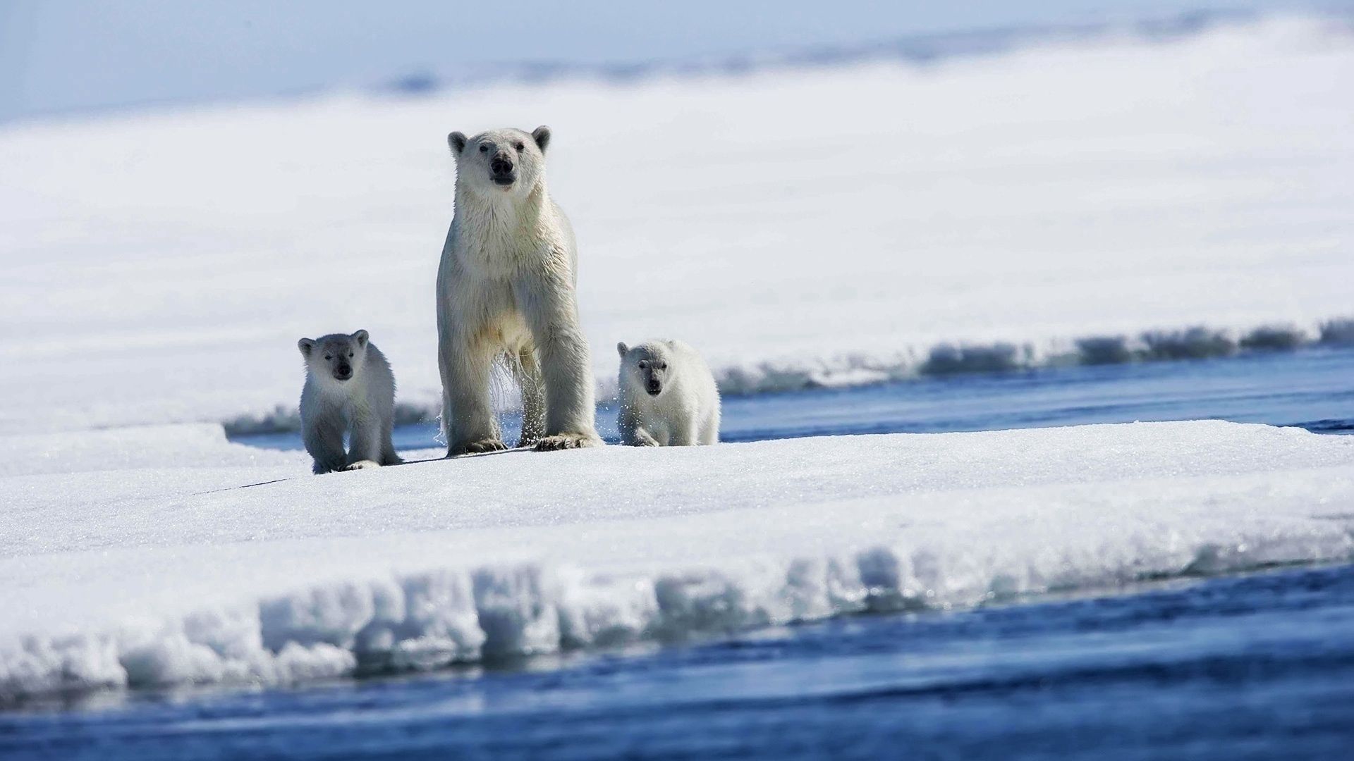 white bears, polar bears, cubs, young collection of HD images