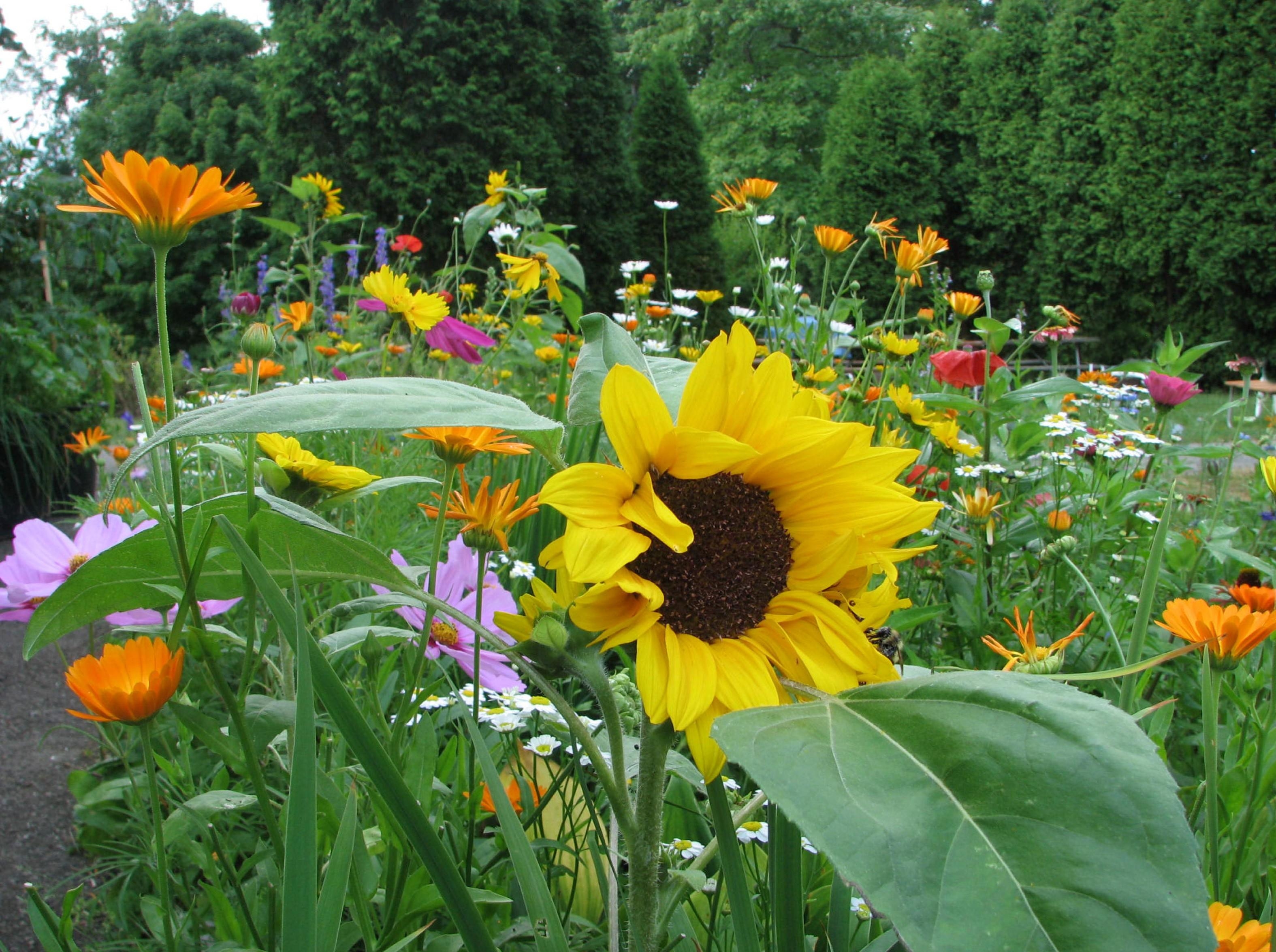 Desktop Backgrounds Glade sunflowers, camomile, polyana, flowerbed