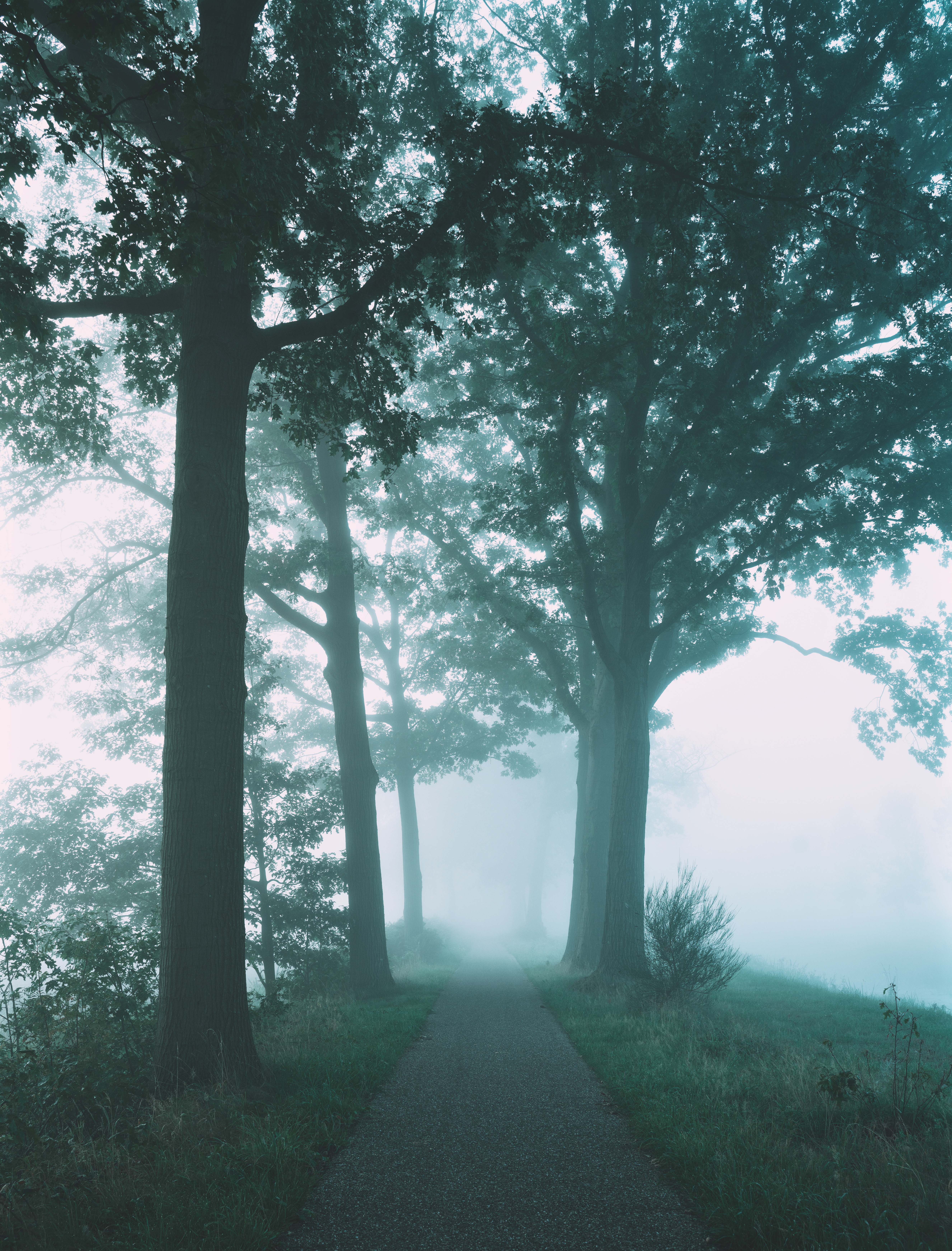 fog, nature, trees, path HD wallpaper