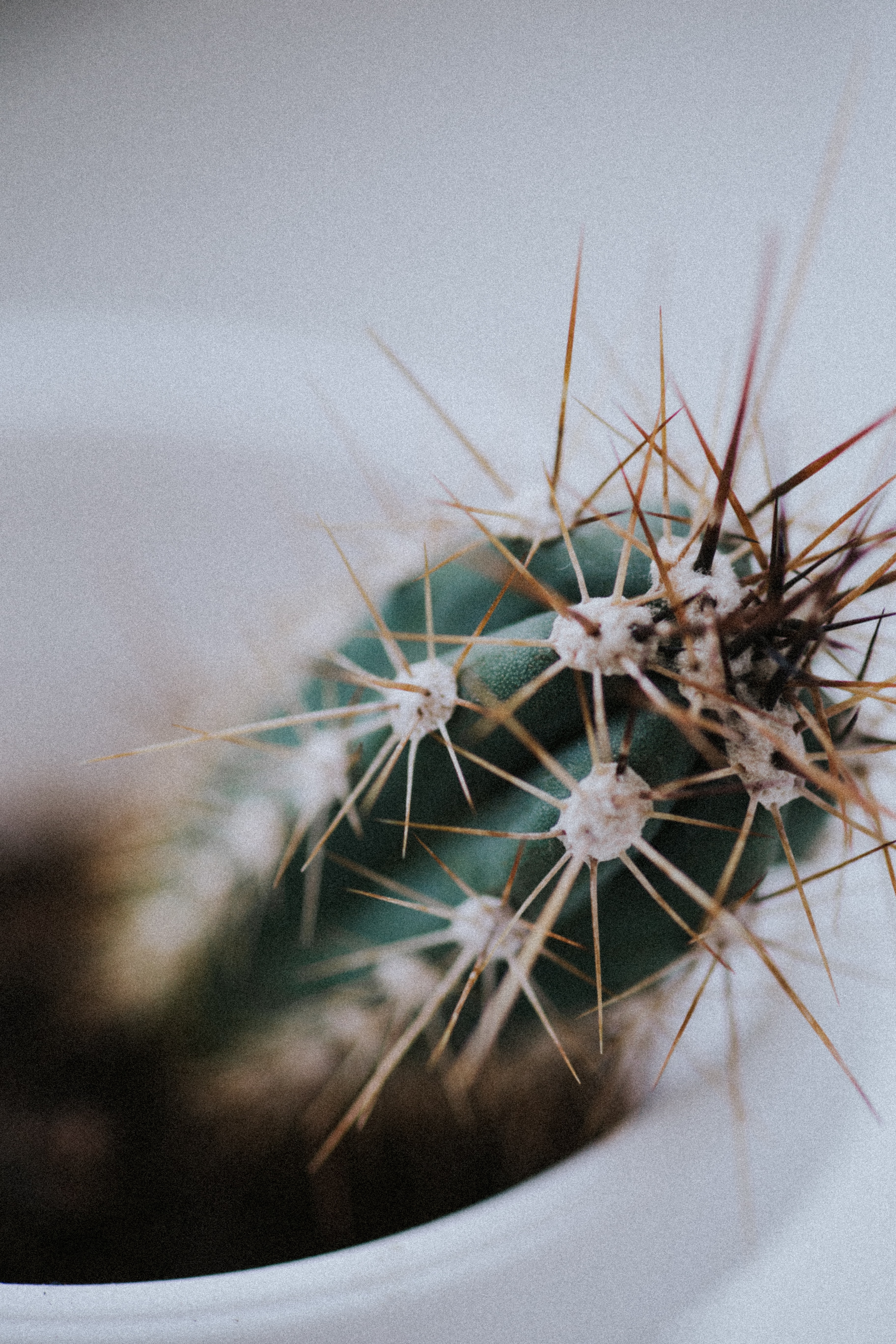needle, plant, macro, blur, smooth, cactus lock screen backgrounds