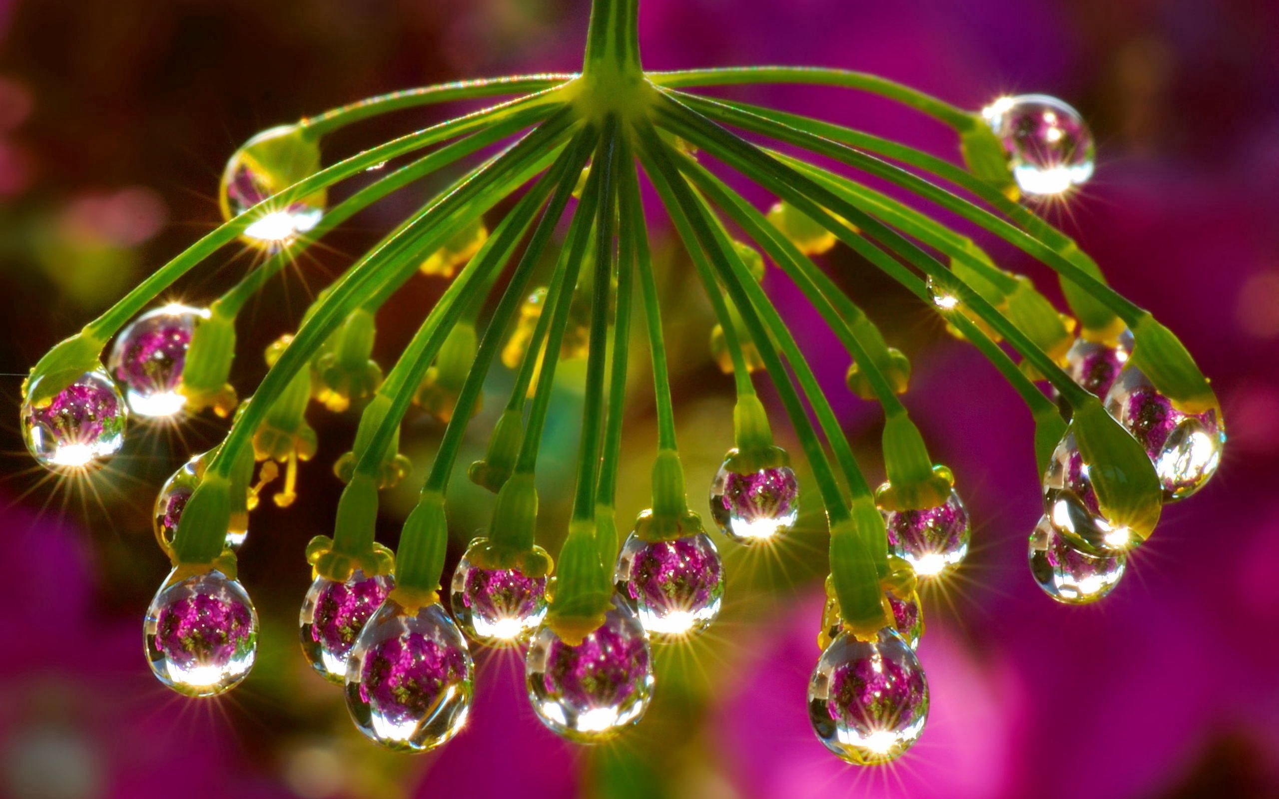 drops, plant, macro, light, light coloured, dew lock screen backgrounds