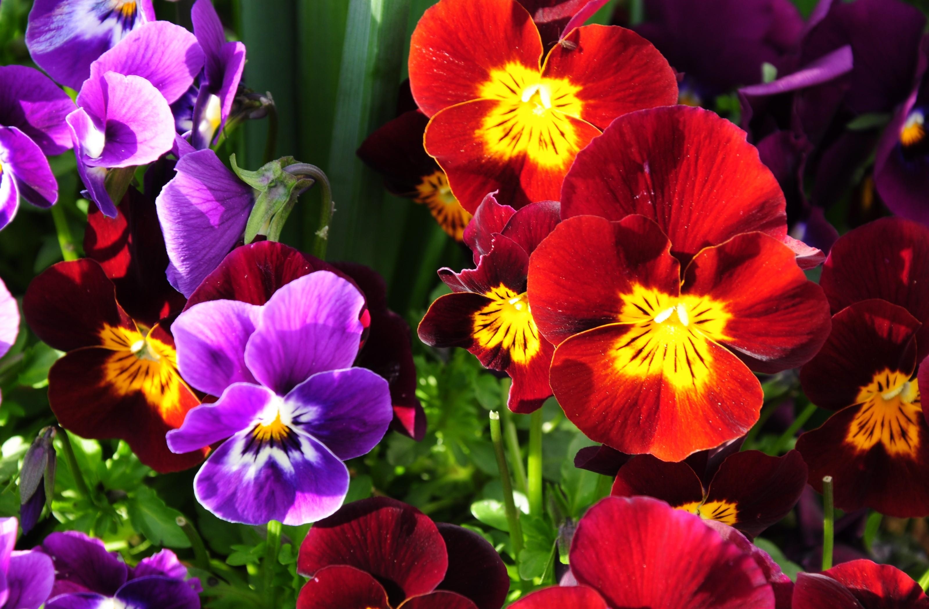 Laden Sie das Blumen, Stiefmütterchen, Hell, Blumenbeet, Bunt, Bunten, Sonnig, Sonnigen-Bild kostenlos auf Ihren PC-Desktop herunter