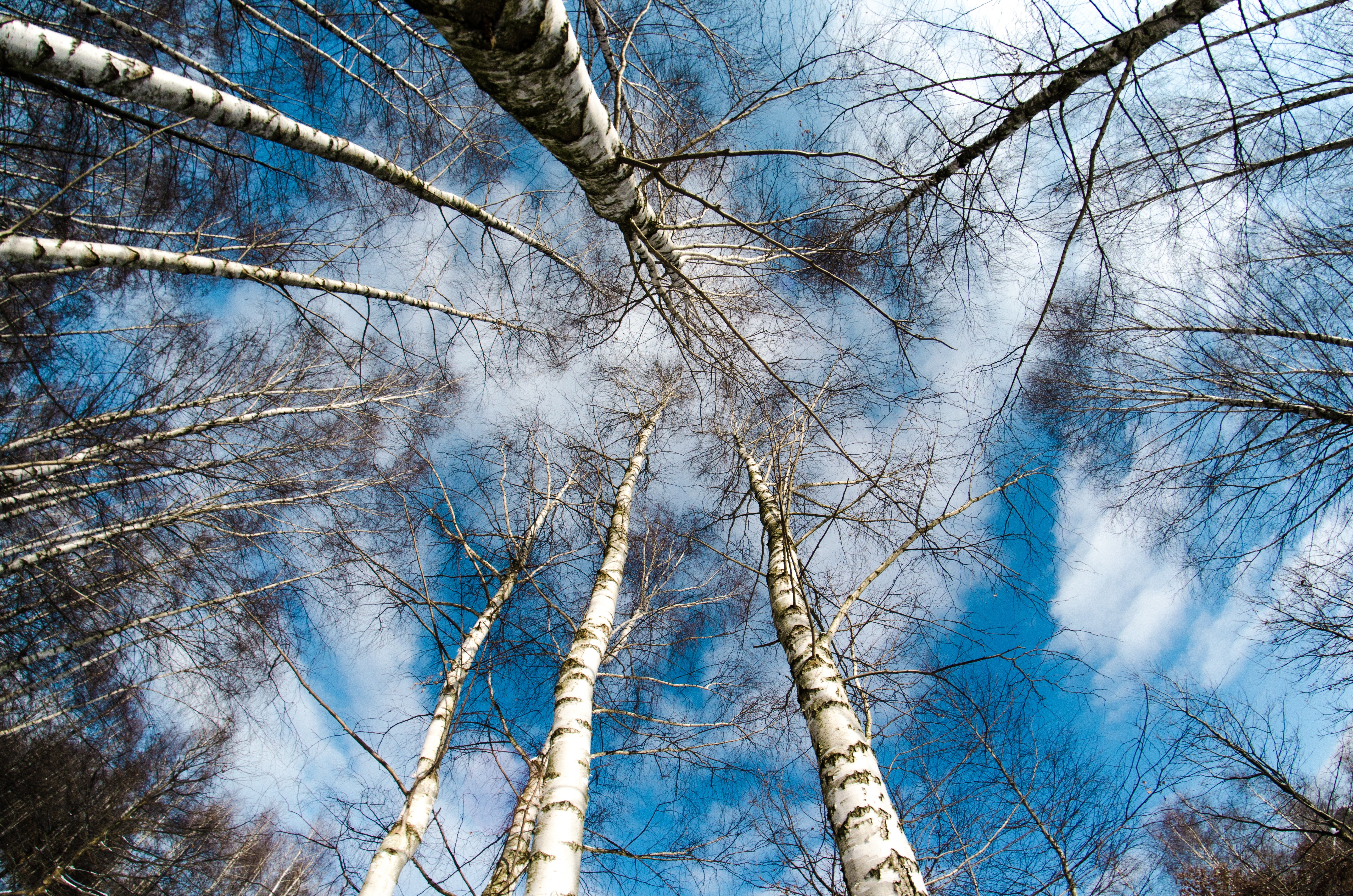 Mobile Wallpaper: Free HD Download [HQ] vertex, trees, sky, nature