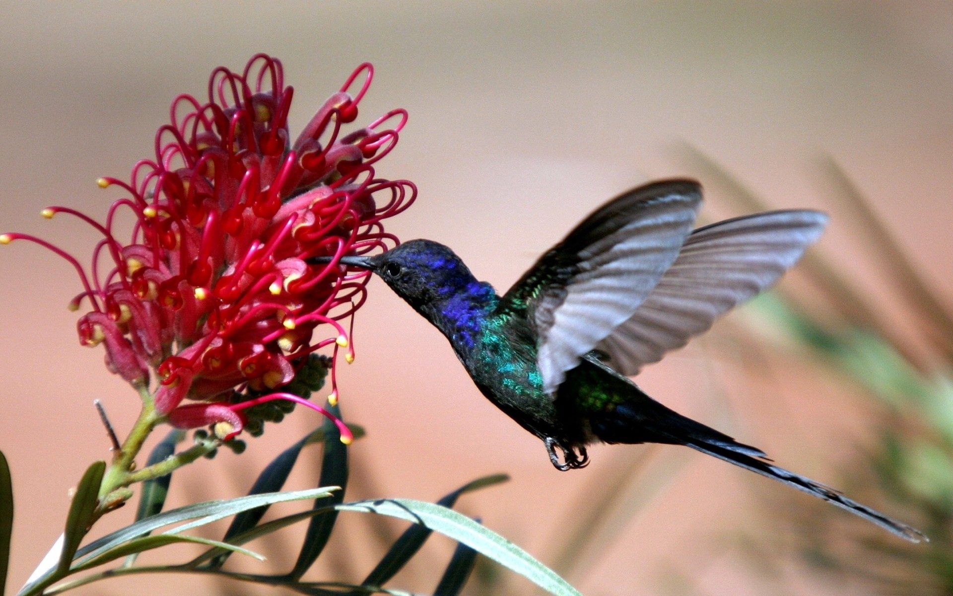 Laden Sie das Tiere, Kolibris, Blume, Vogel, Flug-Bild kostenlos auf Ihren PC-Desktop herunter