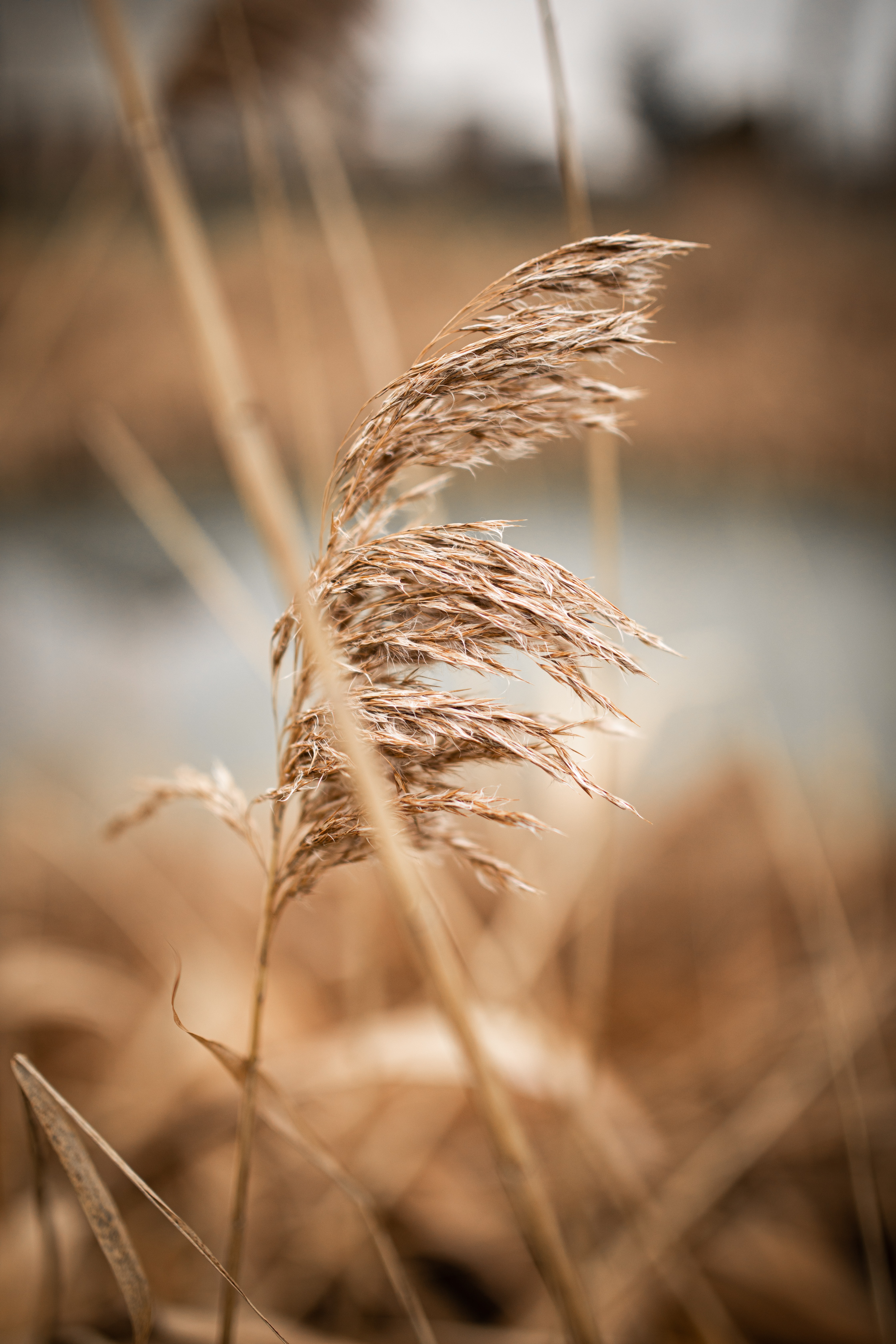High Definition Reed background
