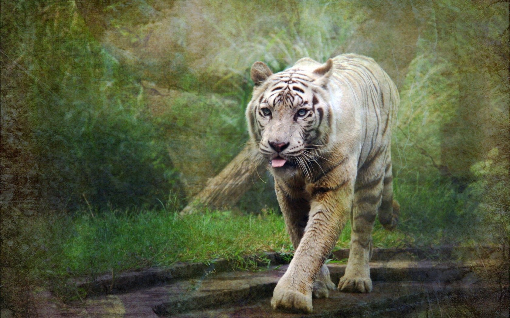 お使いの携帯電話の154745スクリーンセーバーと壁紙背景。 自然, 虎, スタイル, 動物の写真を無料でダウンロード