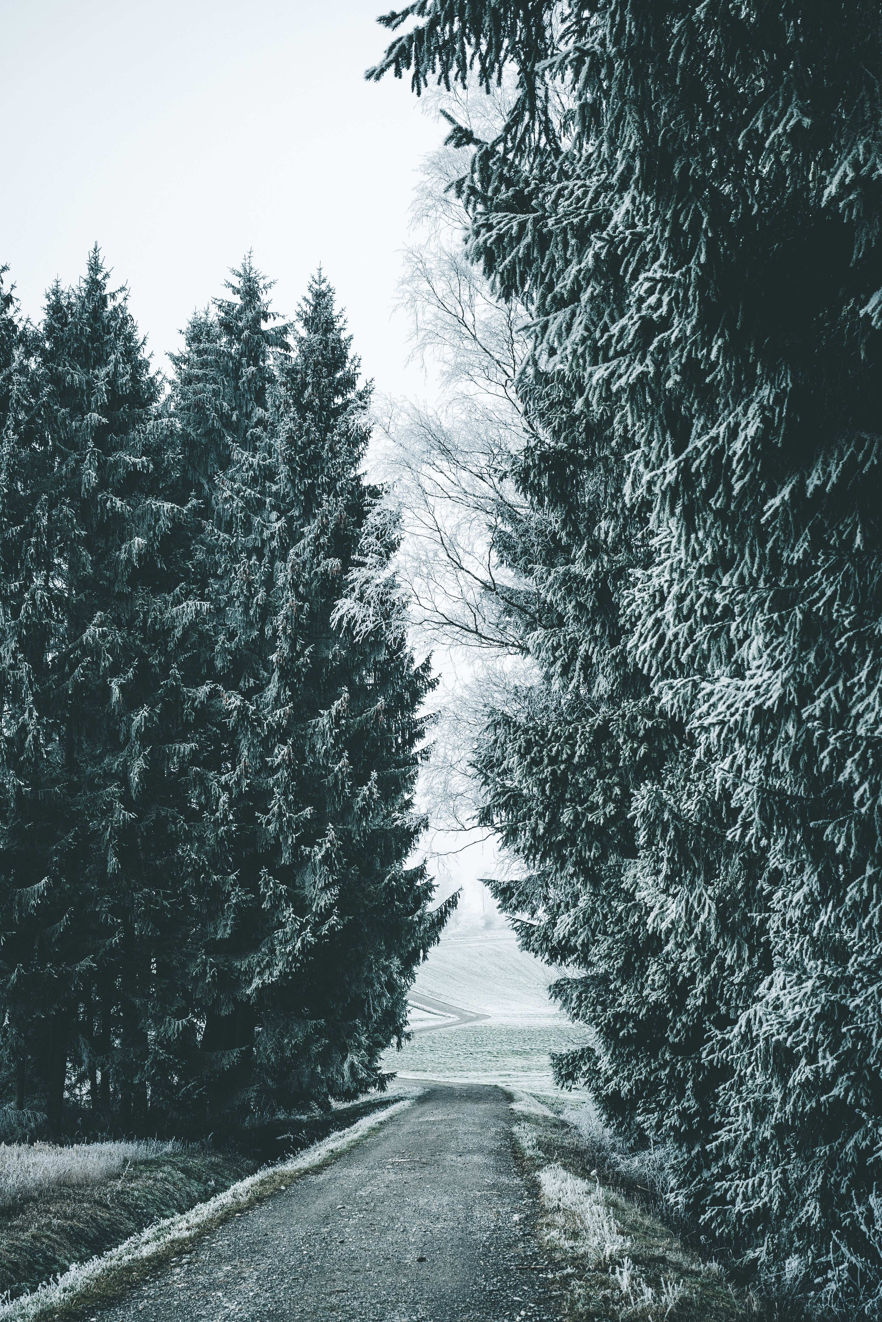 trees, road, forest, winter HD Phone wallpaper