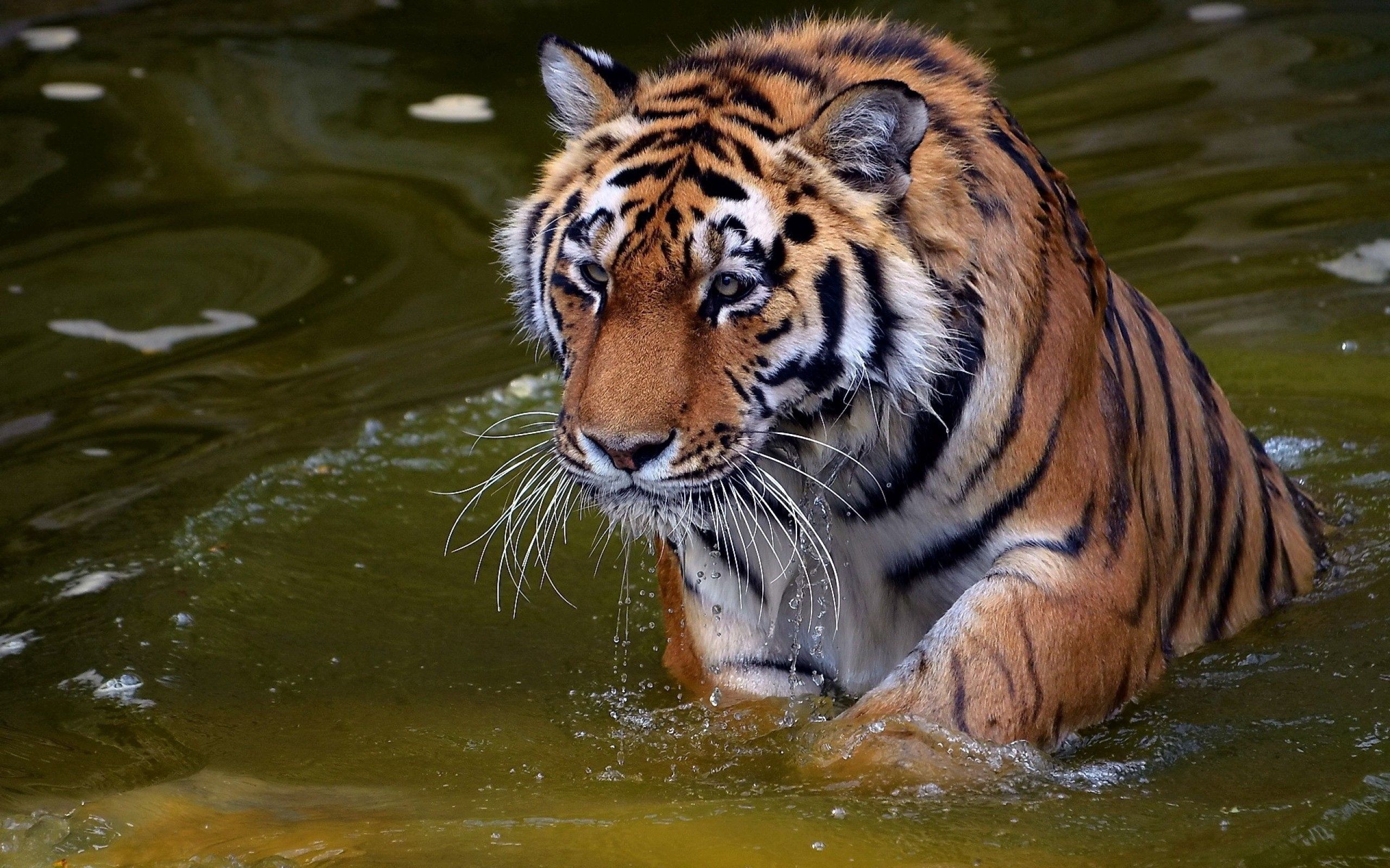 muzzle, water, animals, predator, tiger, bathe wallpapers for tablet