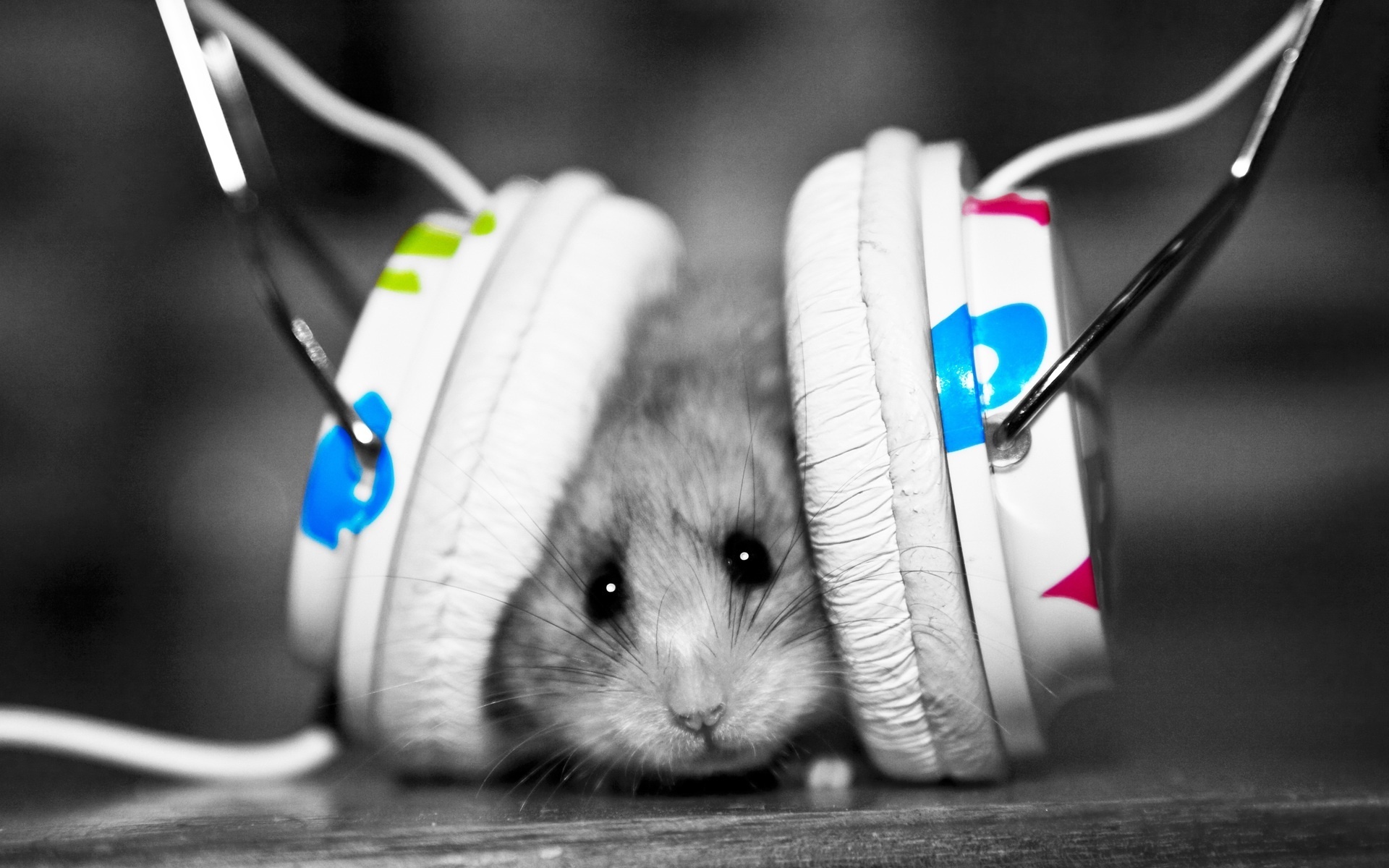 Laden Sie das Humor, Musik, Tiere, Hamster, Kopfhörer-Bild kostenlos auf Ihren PC-Desktop herunter