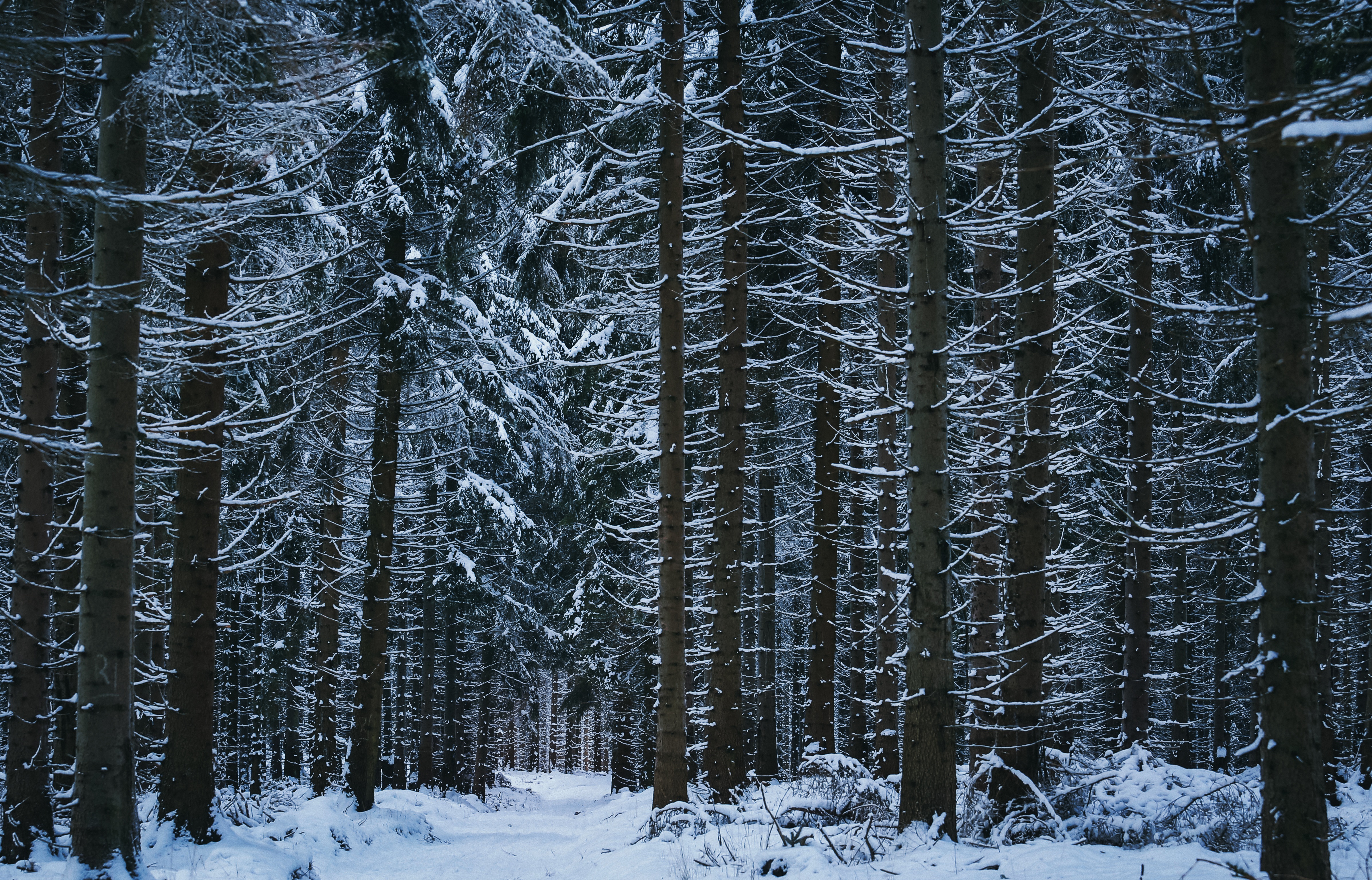 Winter forest, snow, trees, nature Desktop FHD