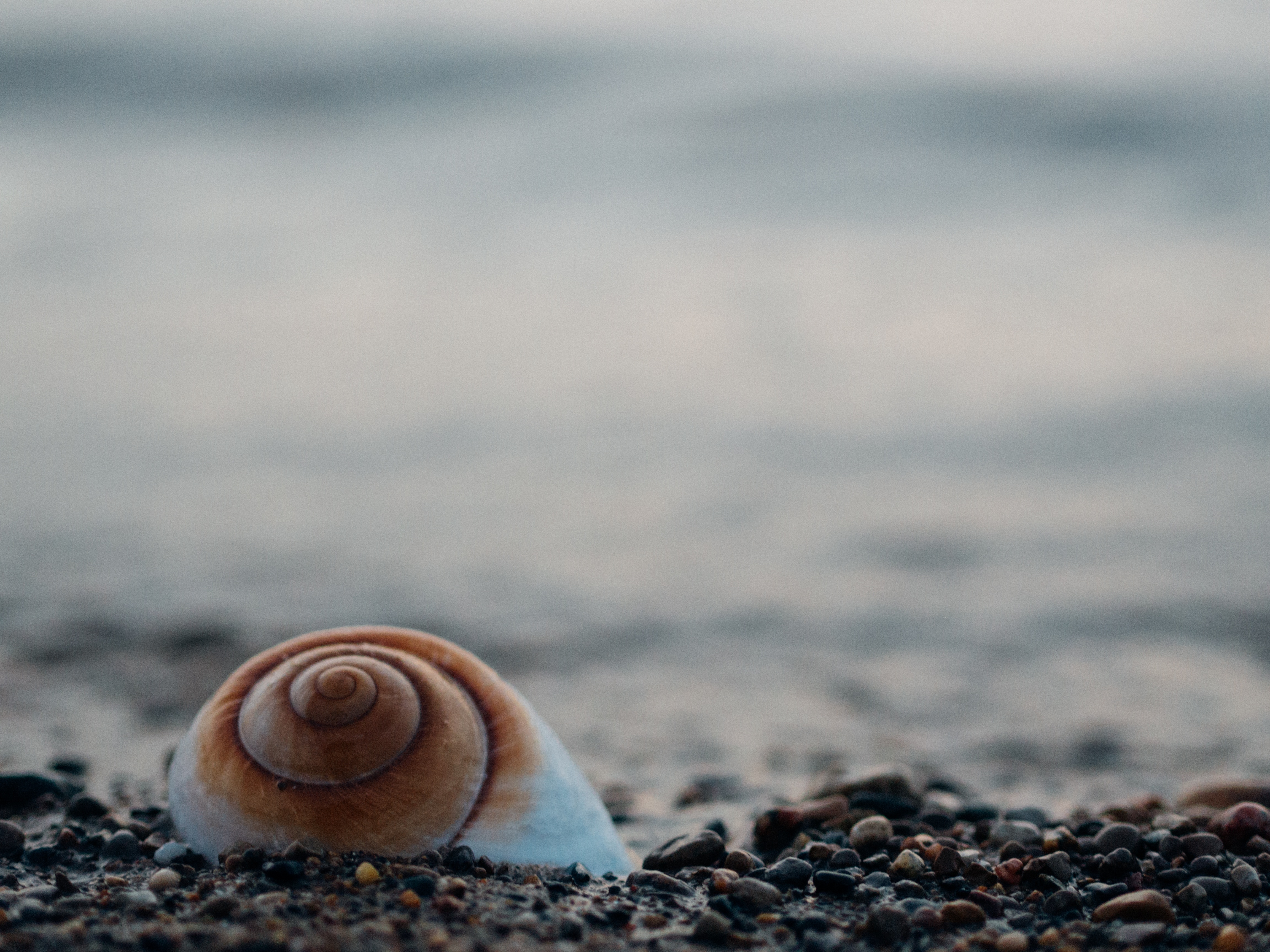 127050 download wallpaper nature, stones, sea, shell screensavers and pictures for free