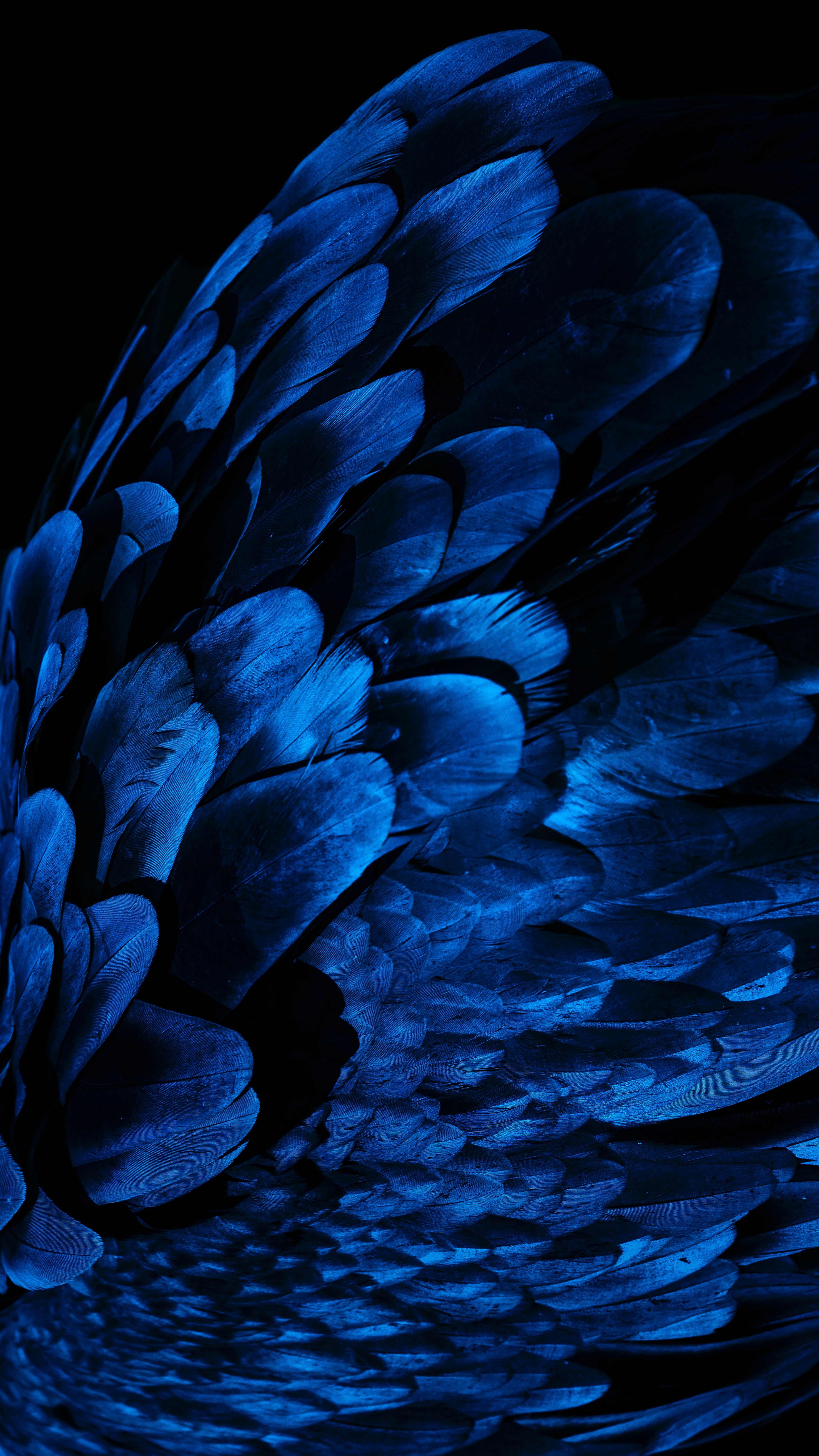 Mobile wallpaper feather, blue, wing, dark, miscellanea, miscellaneous