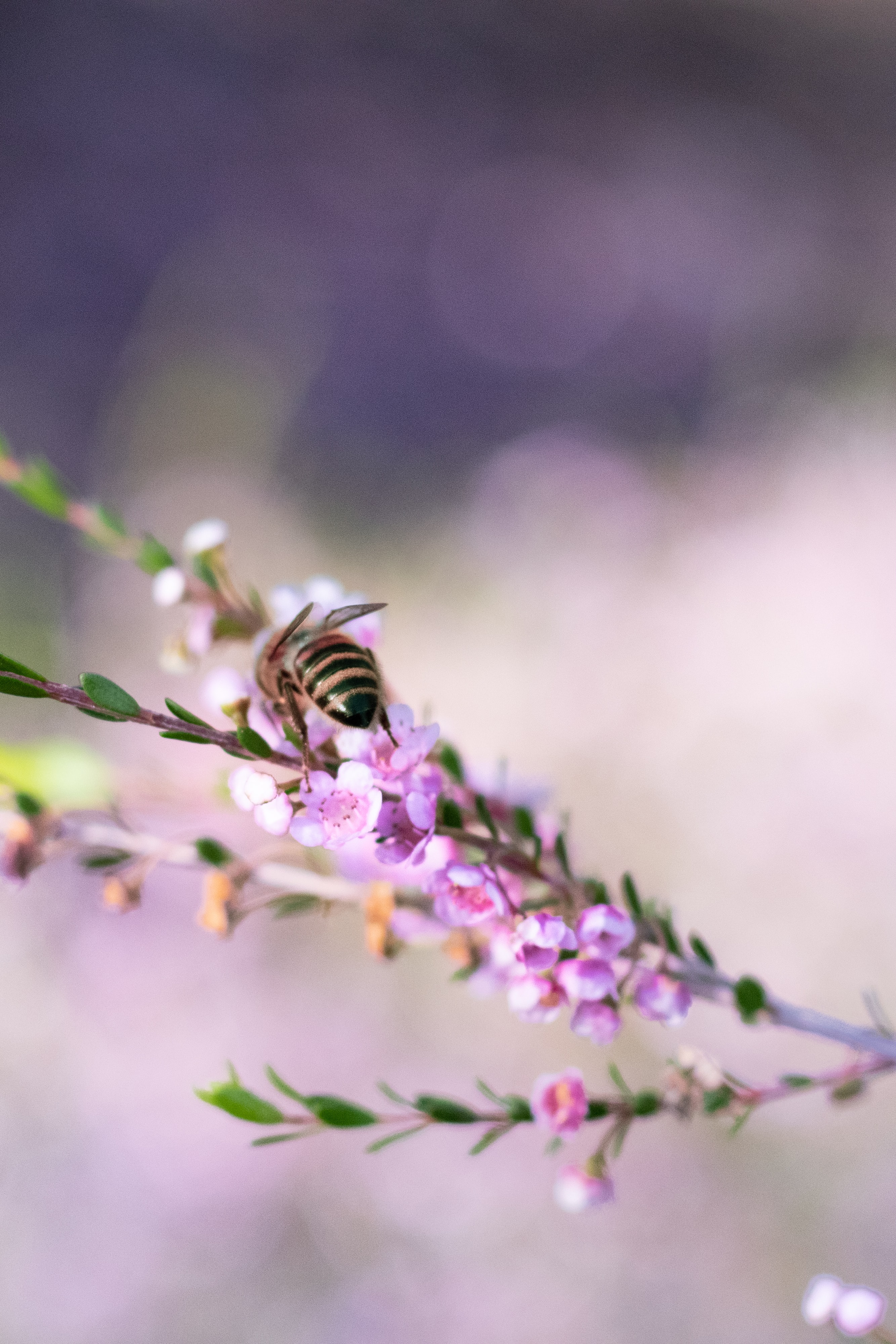 android animals, flowers, macro, branch, bee