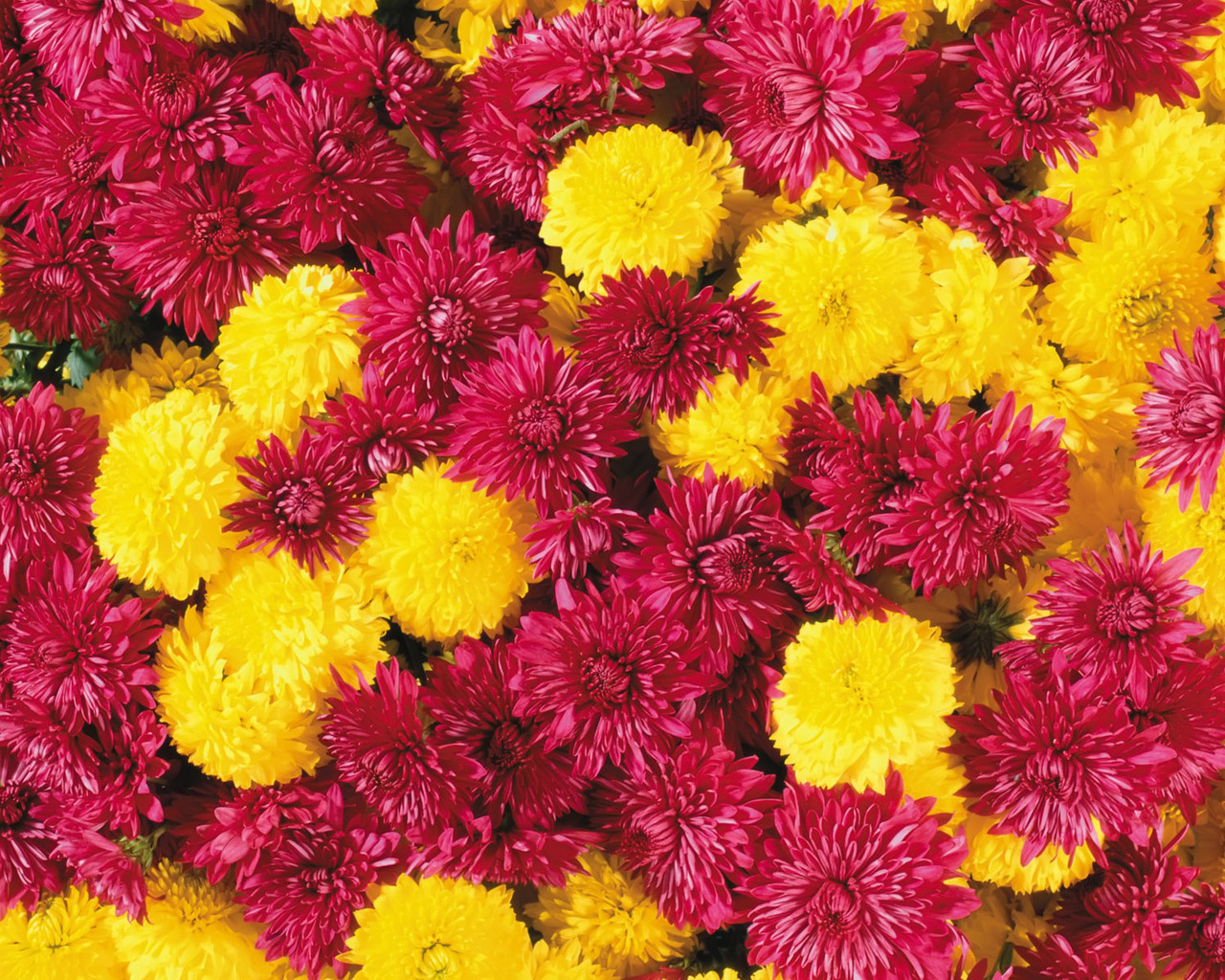 Handy-Wallpaper Pflanzen, Blumen, Hintergrund, Chrysantheme kostenlos herunterladen.