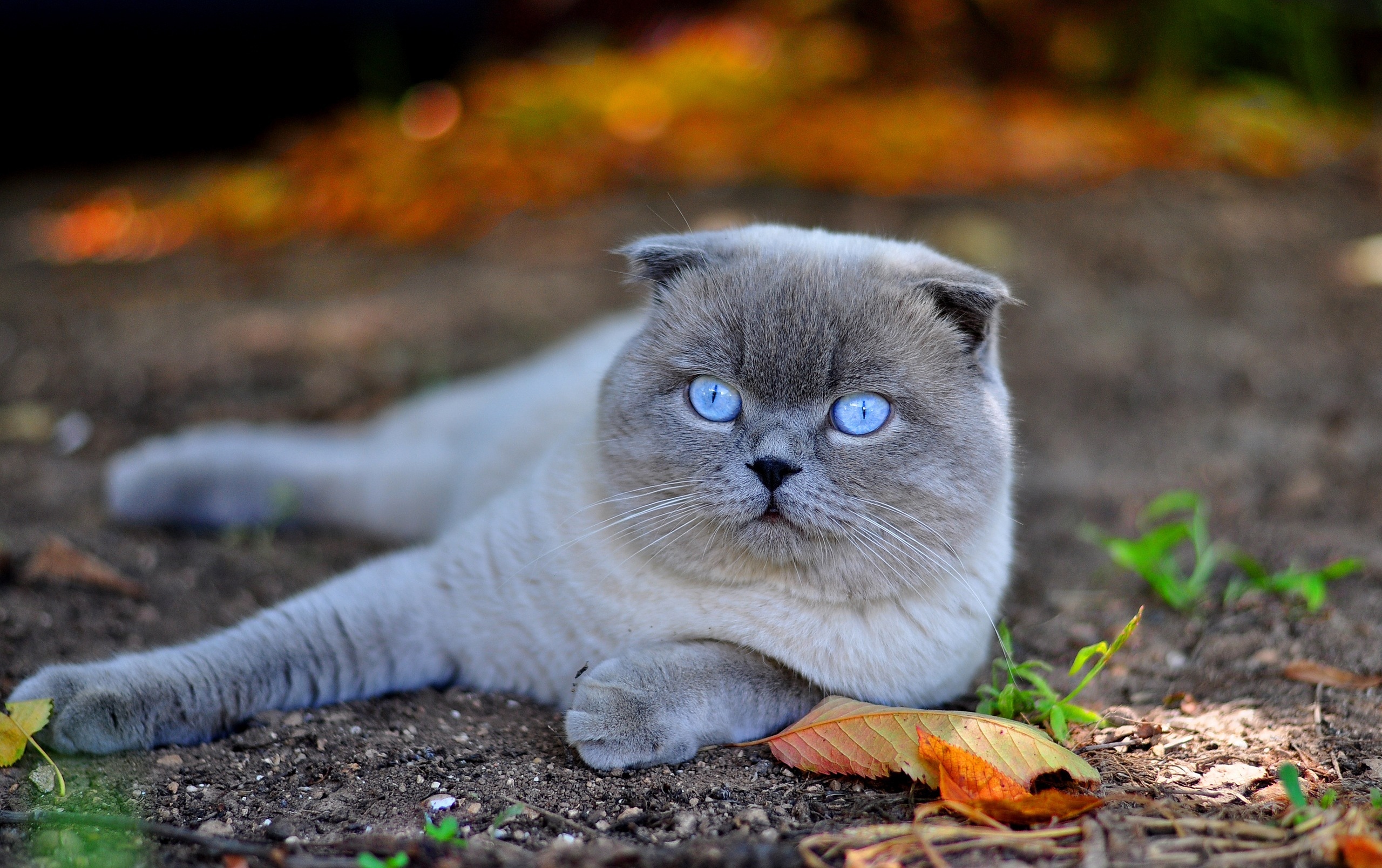 151975 download wallpaper cat, animals, autumn, leaves, to lie down, lie, muzzle, blue eyed, blue-eyed screensavers and pictures for free