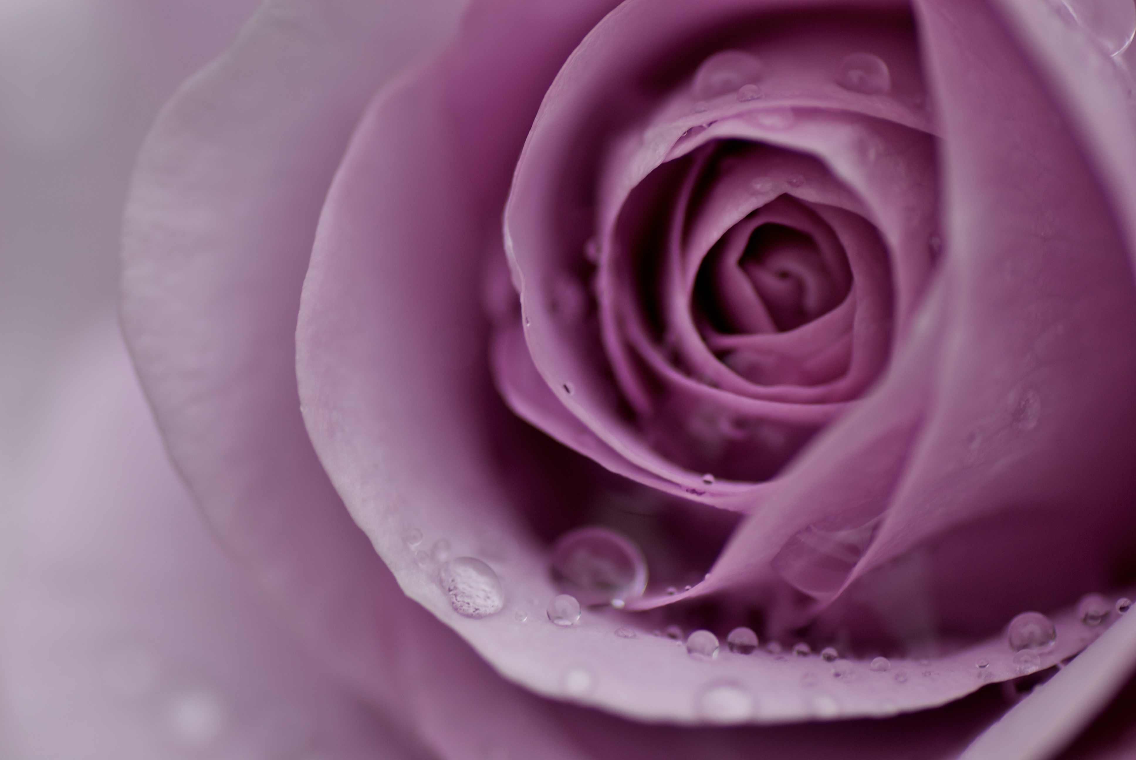 rose flower, drops, macro, rose Tender Tablet Wallpapers