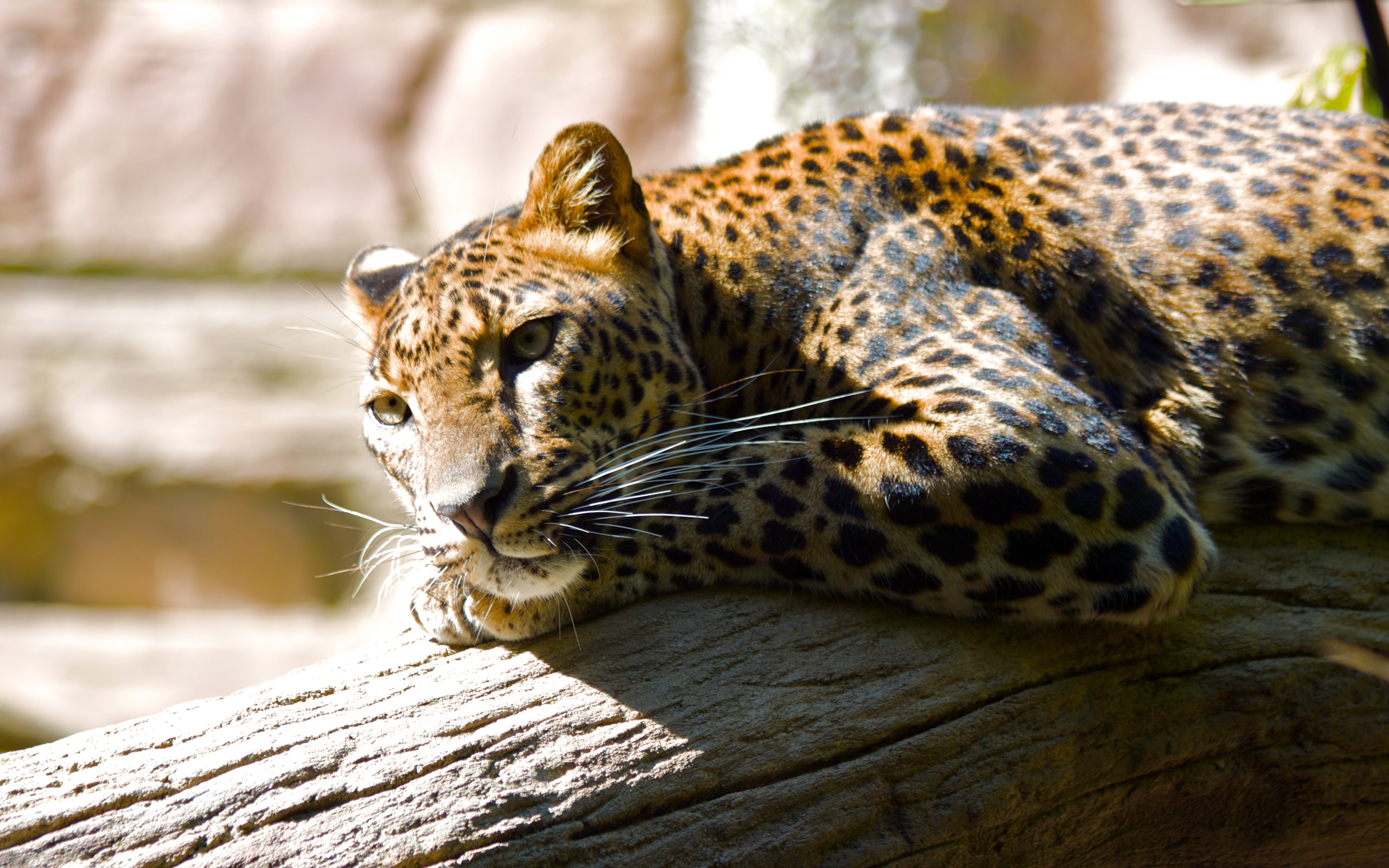 animal, jaguar, leopard, cats 4K