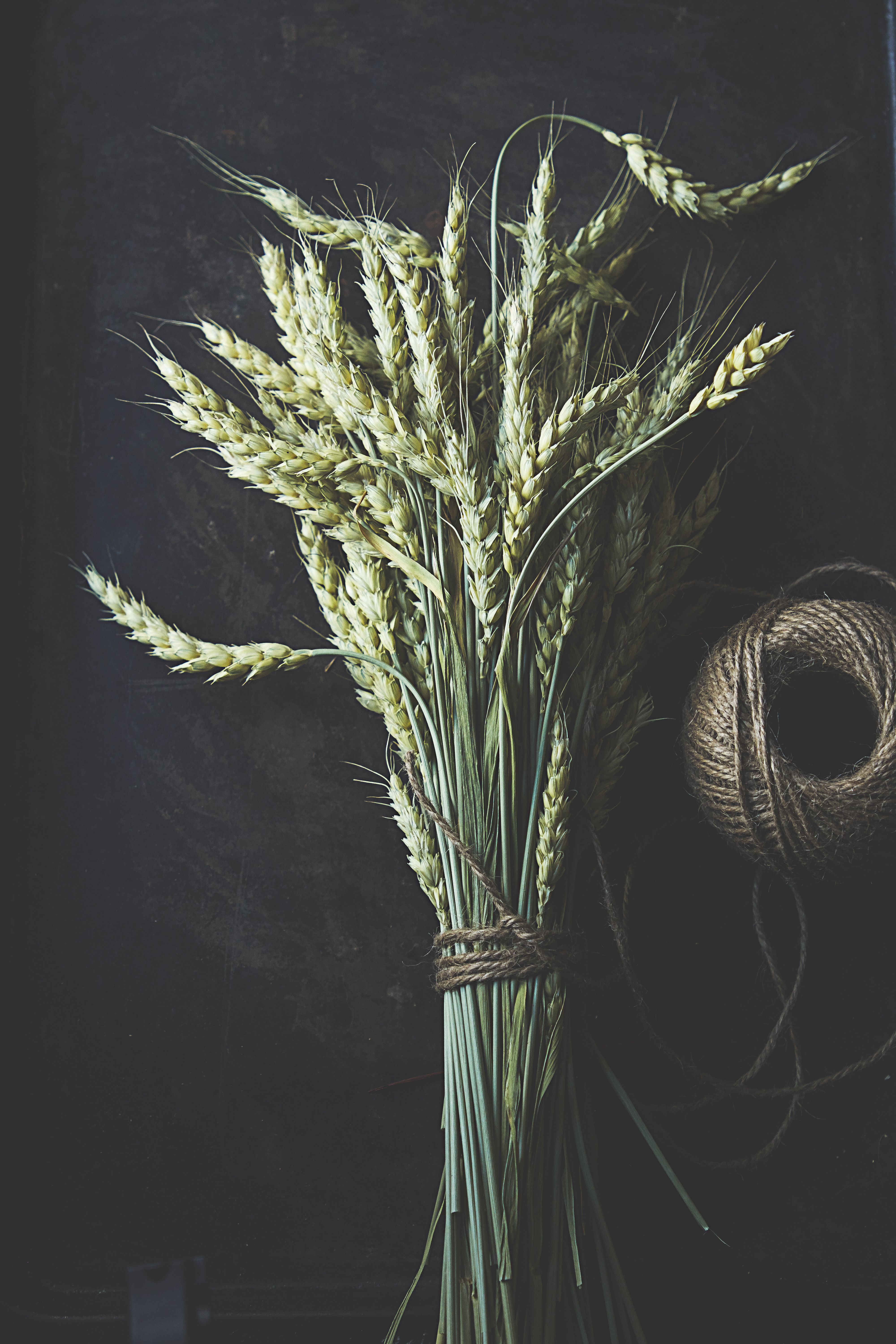wheat, macro, miscellanea, miscellaneous, ears, spikes, stems