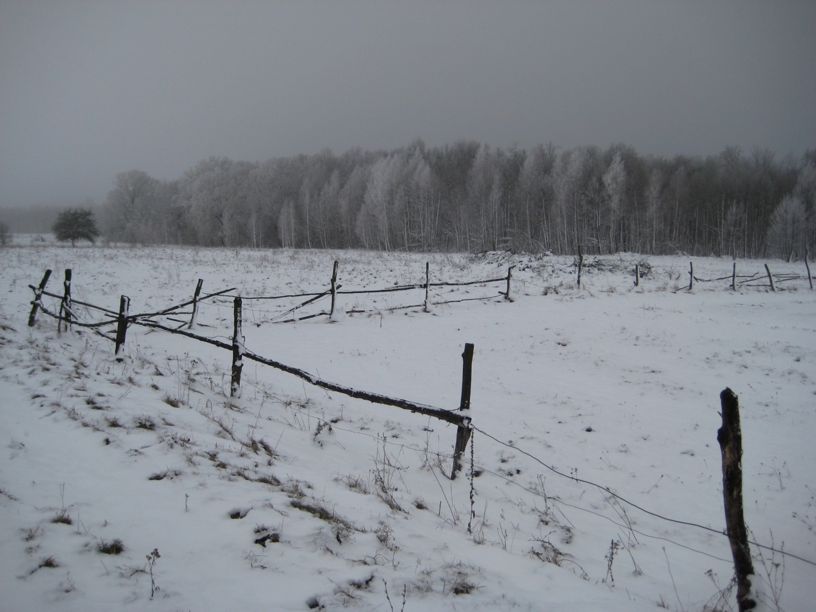 631 Bild herunterladen landschaft, winter, schnee, grau - Hintergrundbilder und Bildschirmschoner kostenlos
