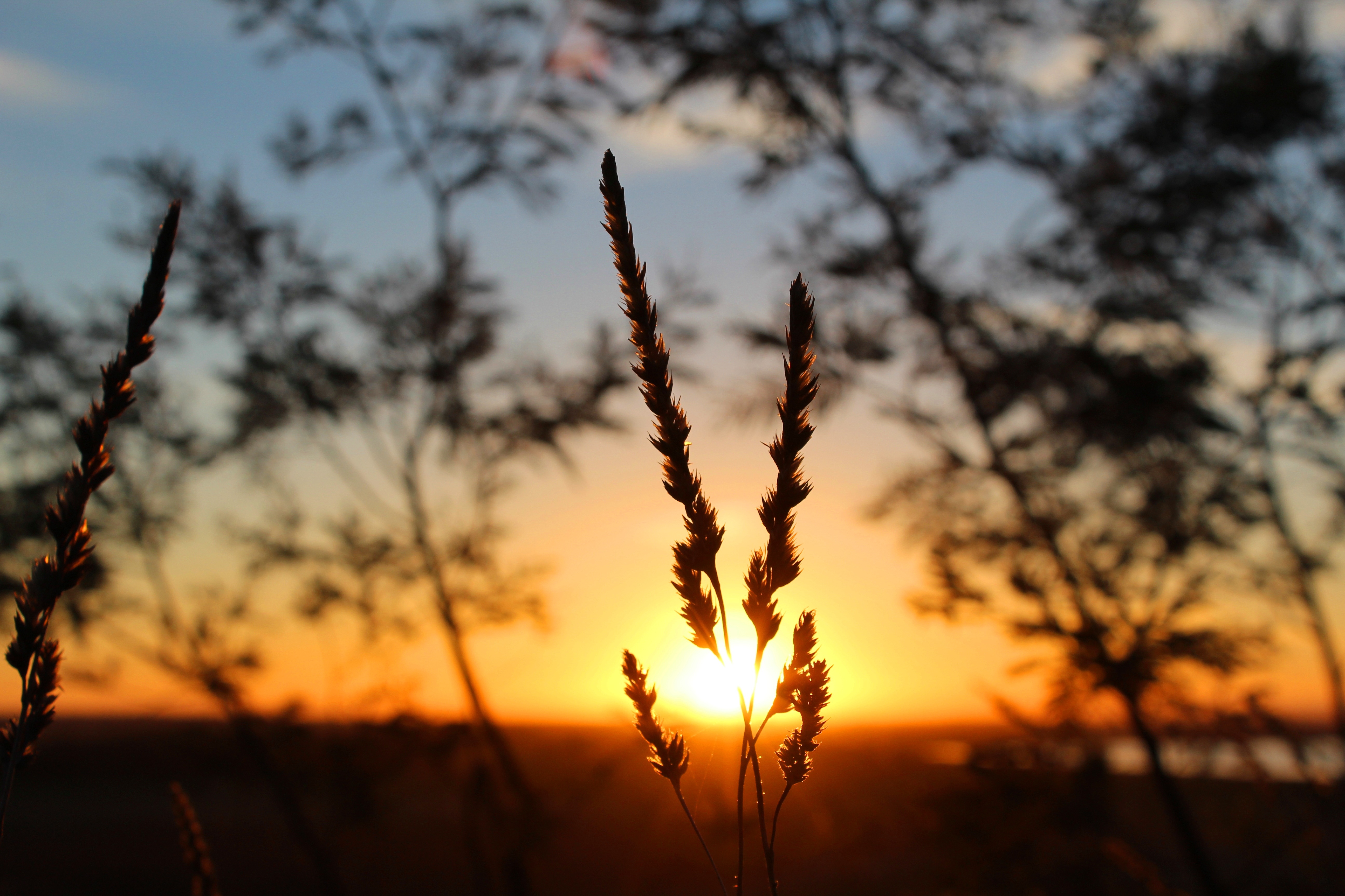 73373 download wallpaper sunlight, sunset, grass, macro, blur, smooth screensavers and pictures for free
