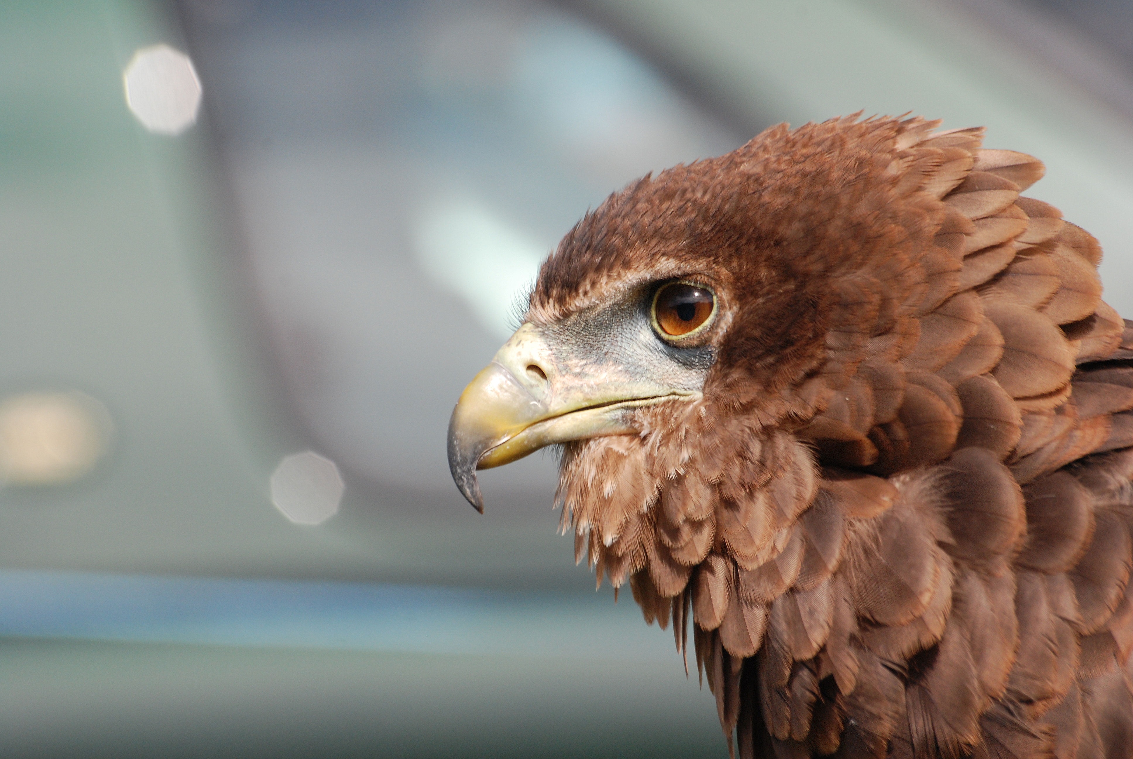 beak, animals, plumage, eagle home screen for smartphone