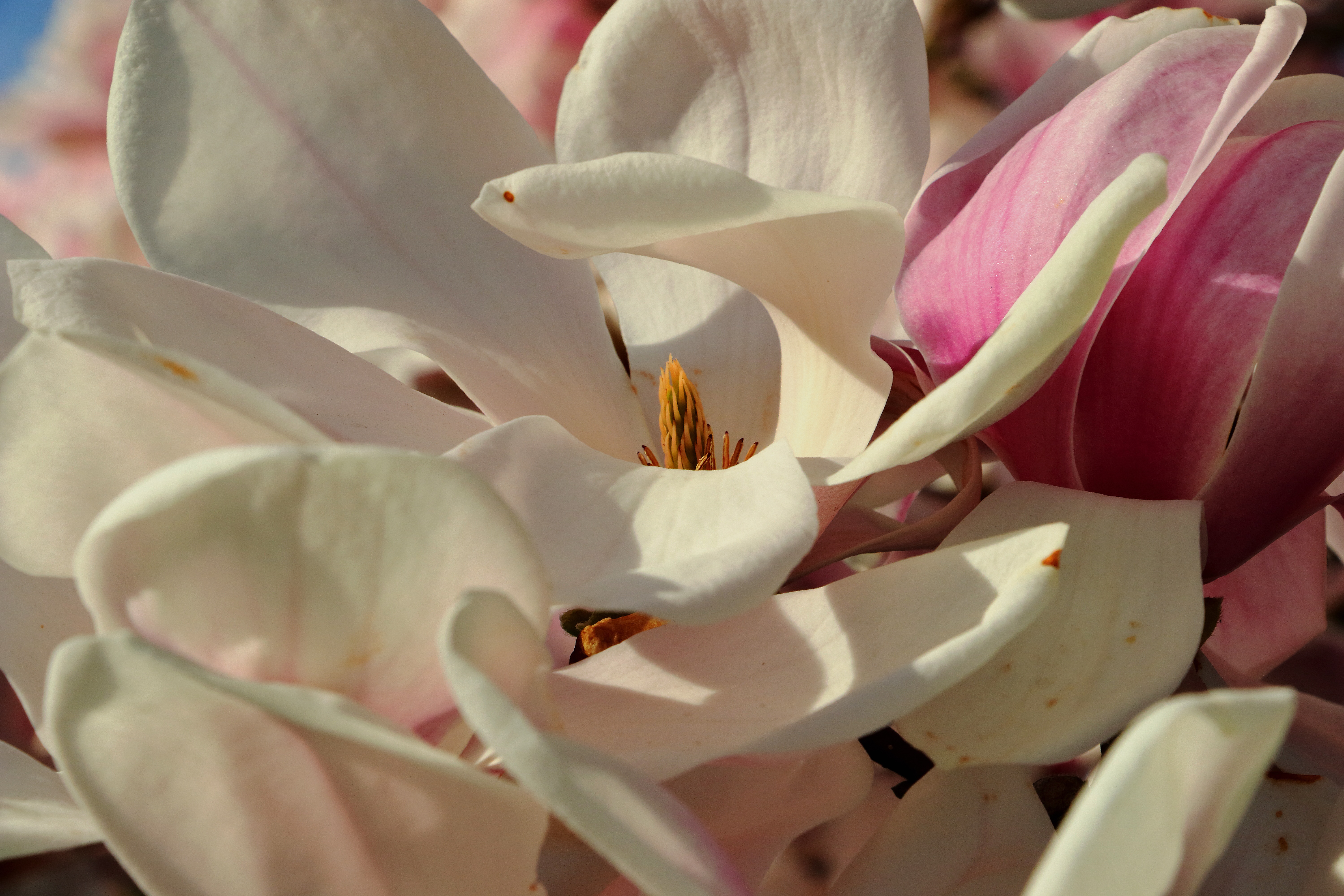 109540 Hintergrundbild herunterladen blumen, weiß, blütenblätter, magnolie, magnolia - Bildschirmschoner und Bilder kostenlos
