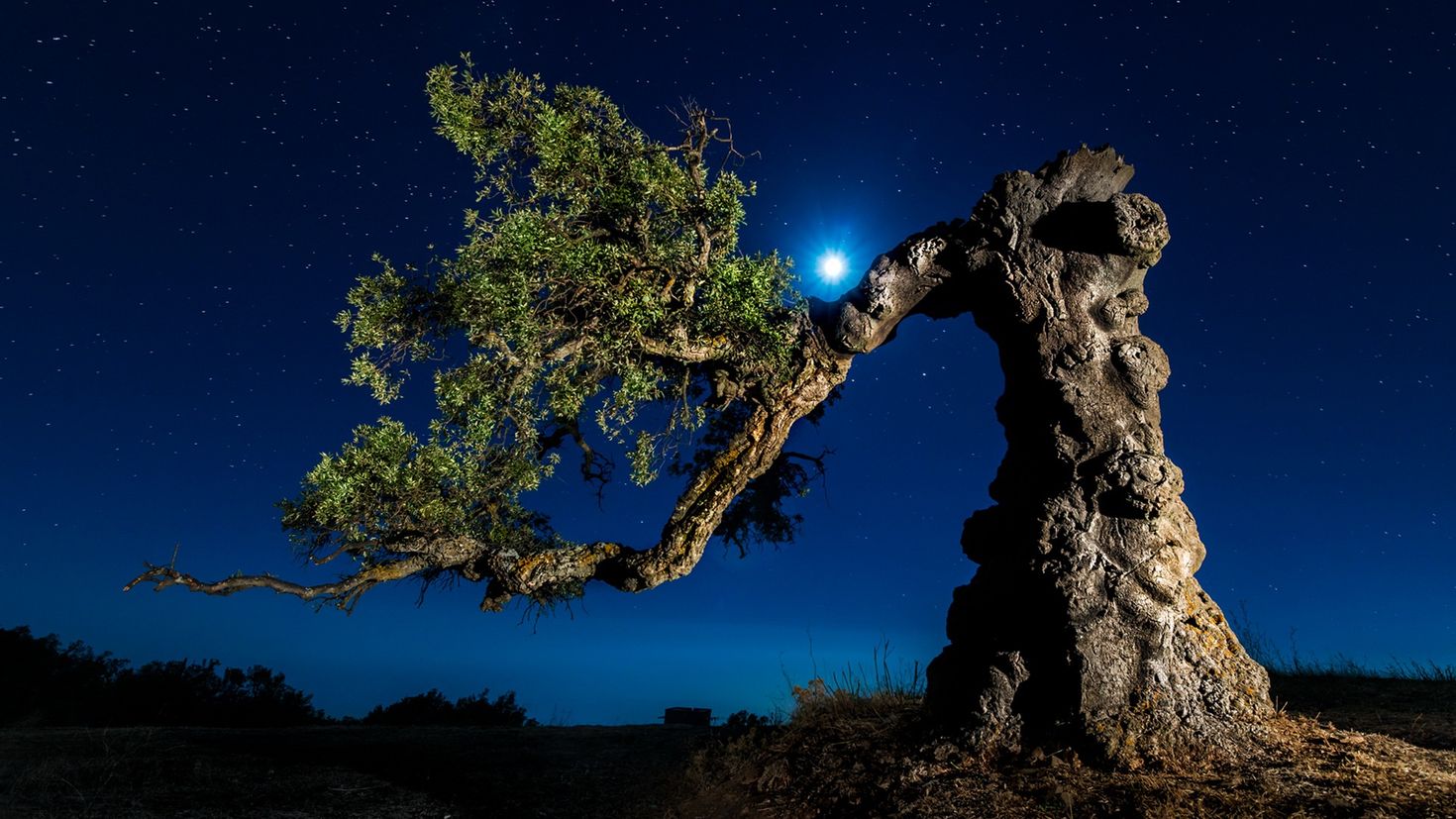 Ночь дерево Луна