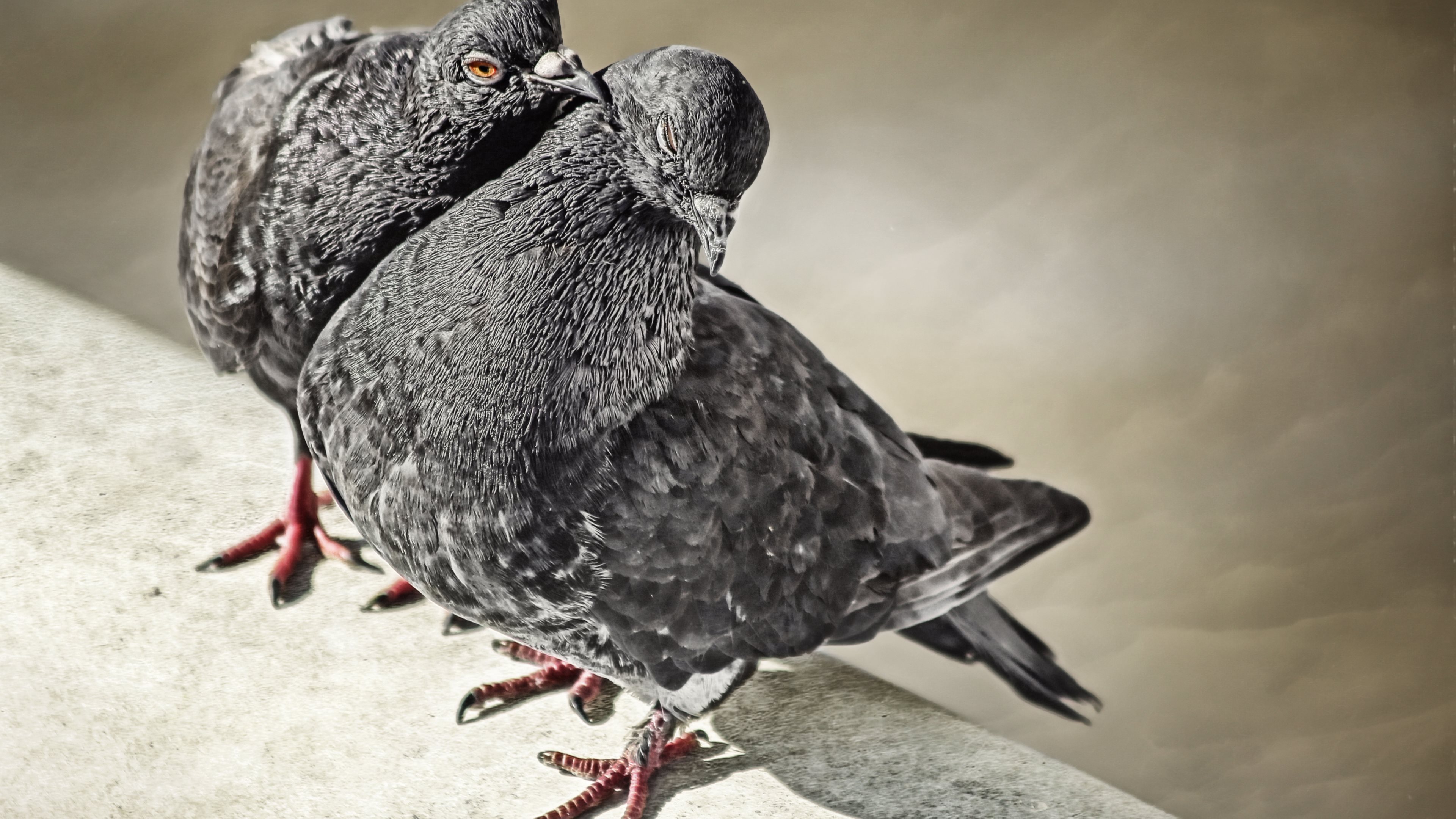 HD desktop wallpaper: Birds, Bird, Animal, Dove download free picture  #326769