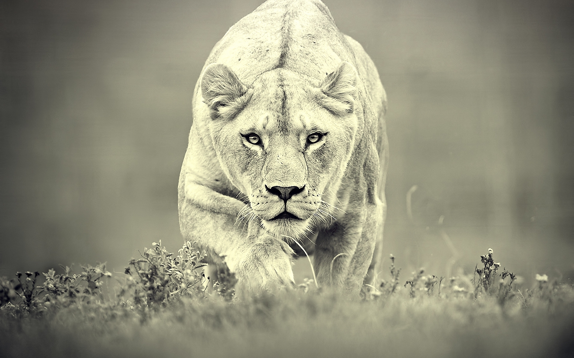 lions, animals, yellow cell phone wallpapers