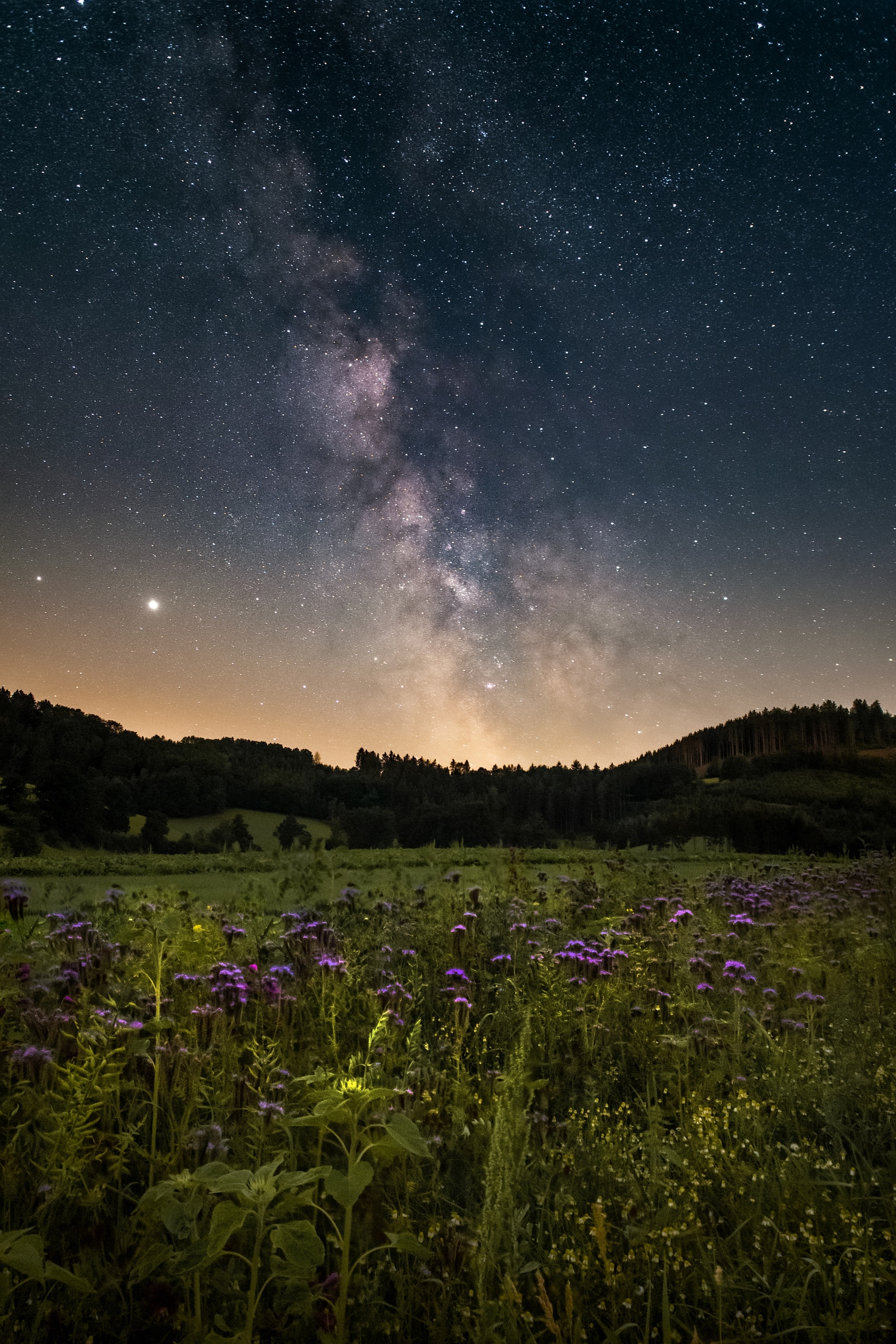 night, nature, flowers, starry sky, field, nebula 4K