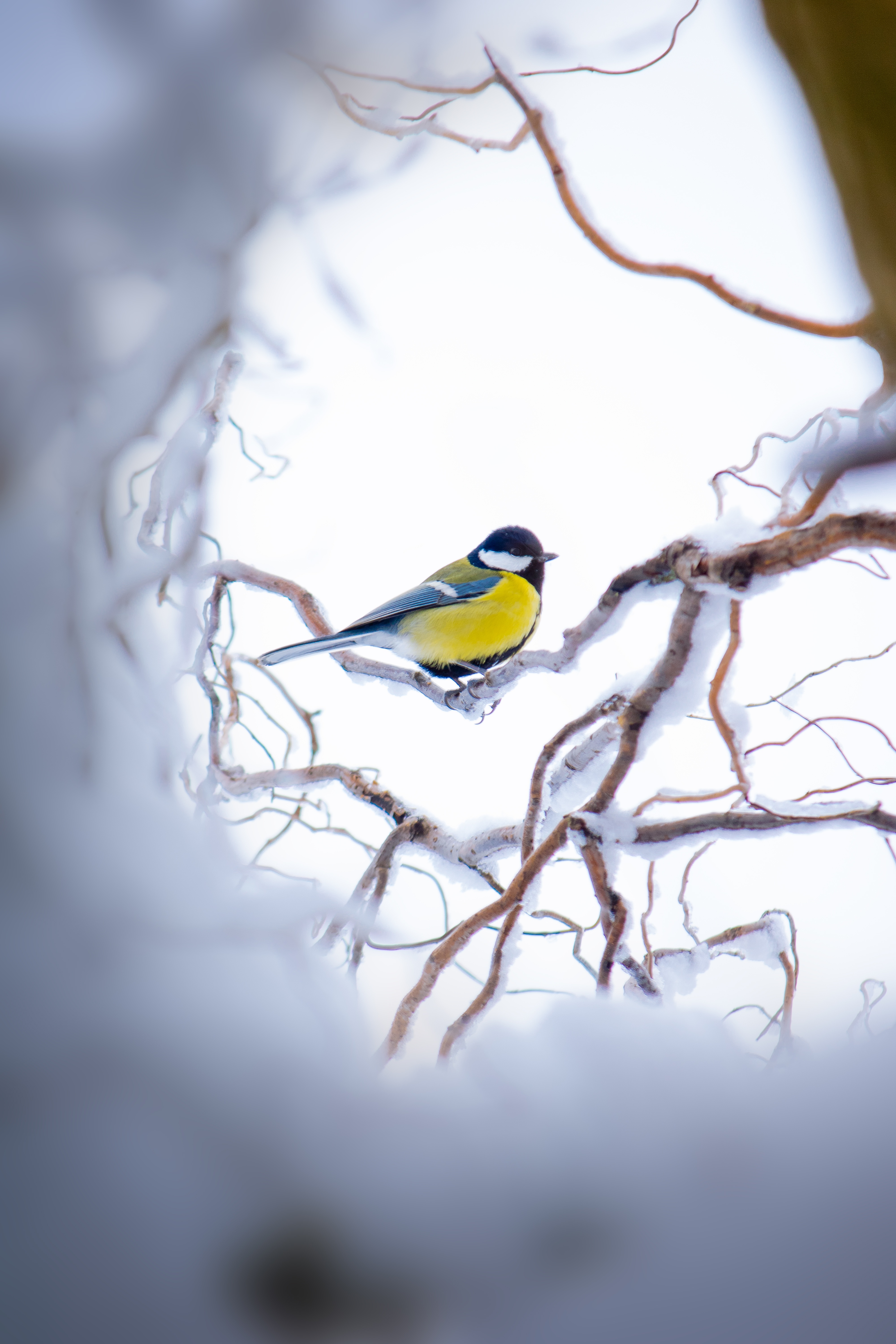 winter, animals, snow, yellow, bird, branch, is sitting, sits, tit, titica phone wallpaper