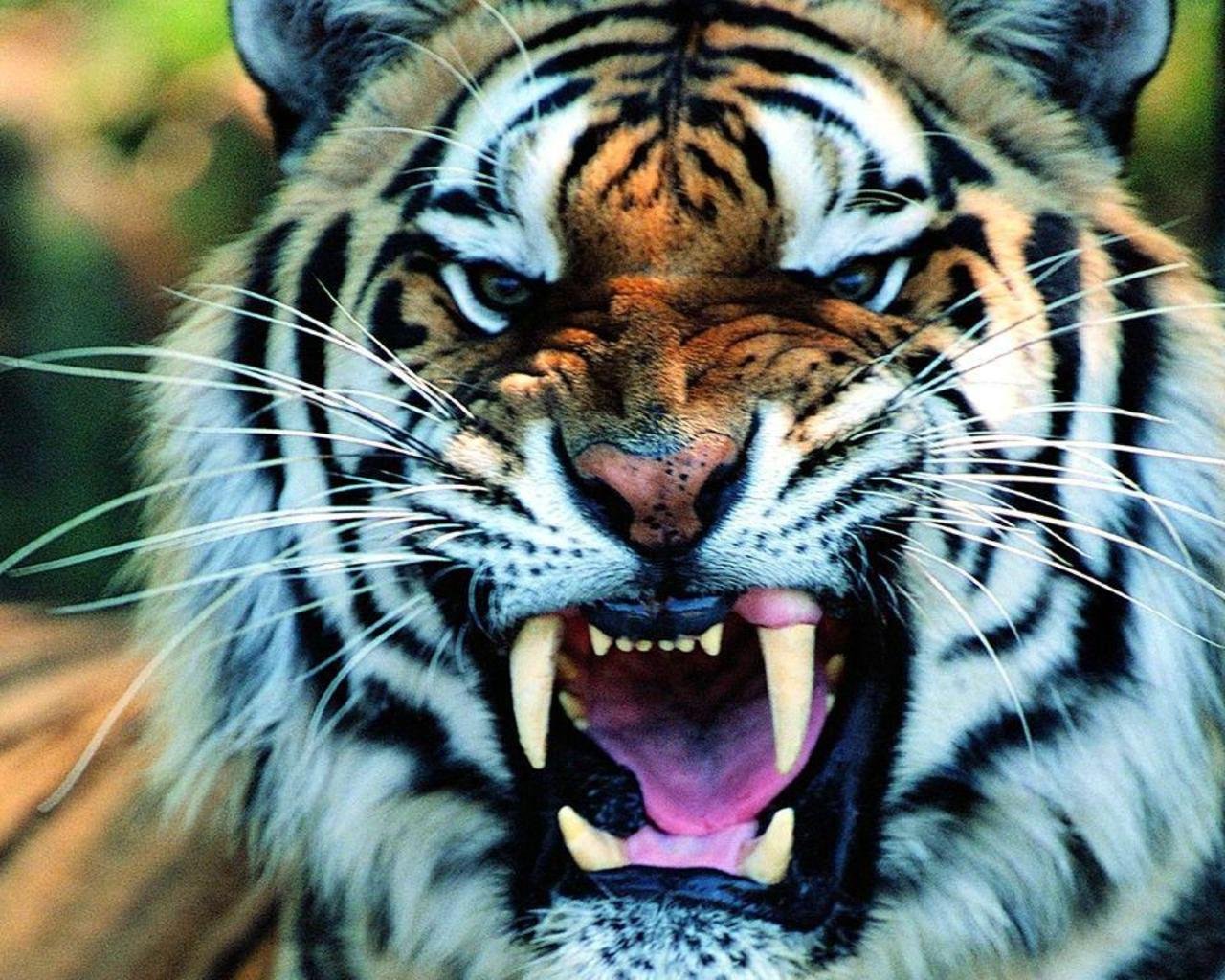 Widescreen image tiger