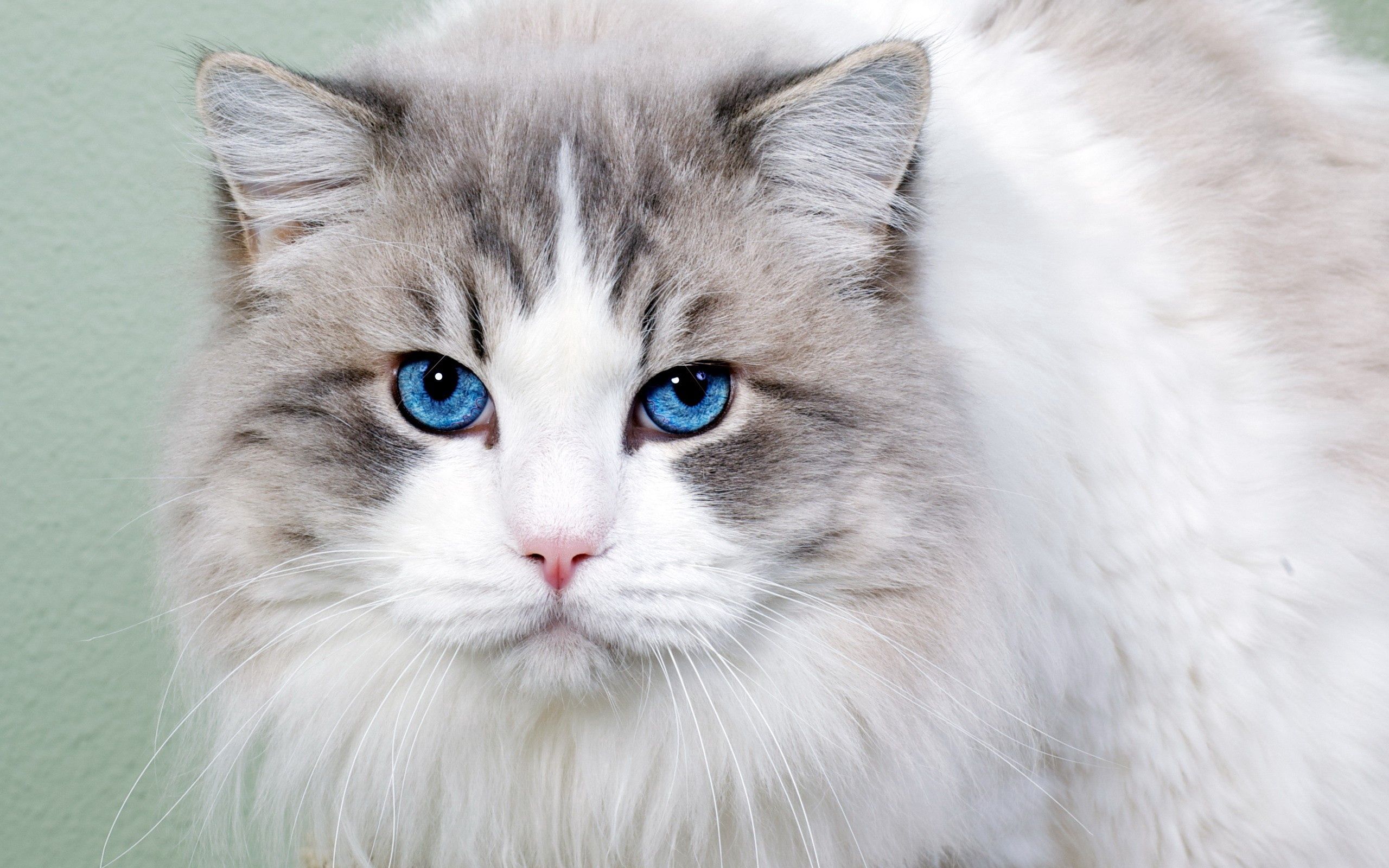 blue eyed, animals, cat, fluffy, muzzle, nice, sweetheart