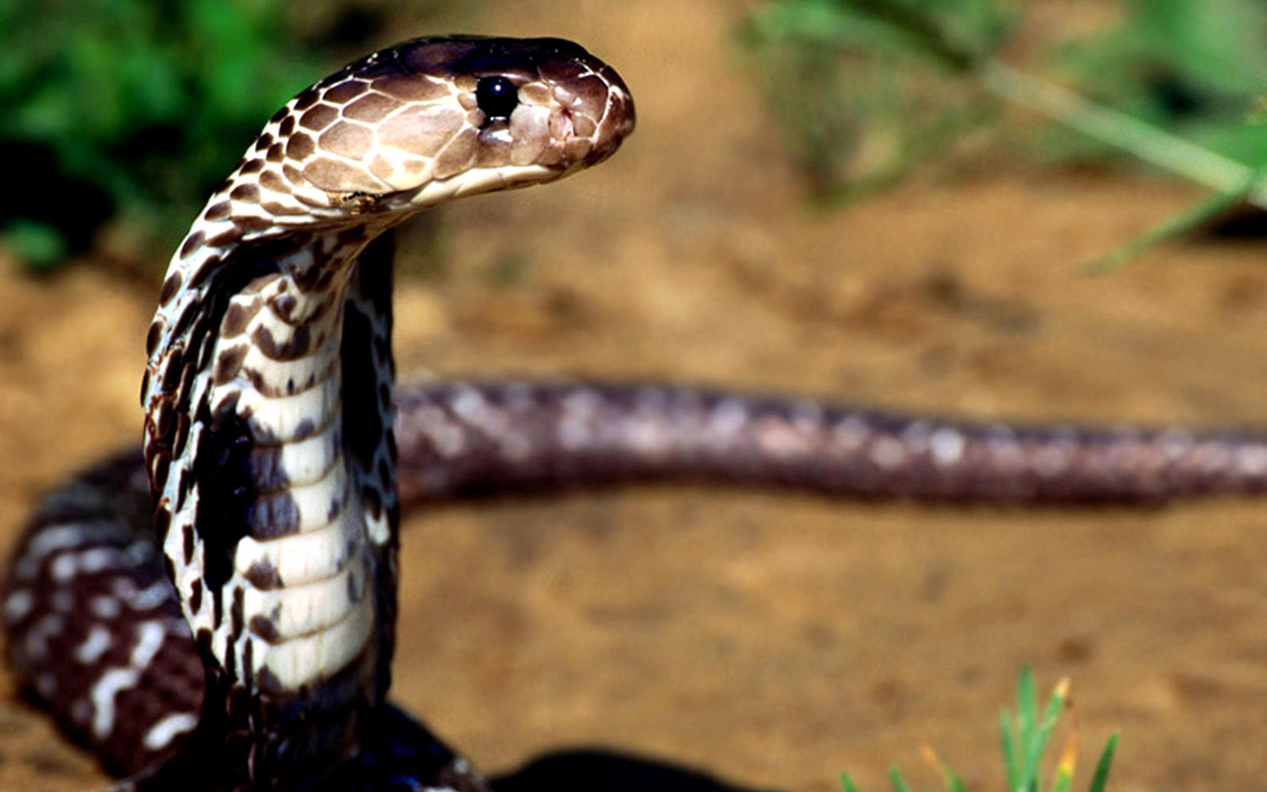 Beliebte Kobra Bilder für Mobiltelefone