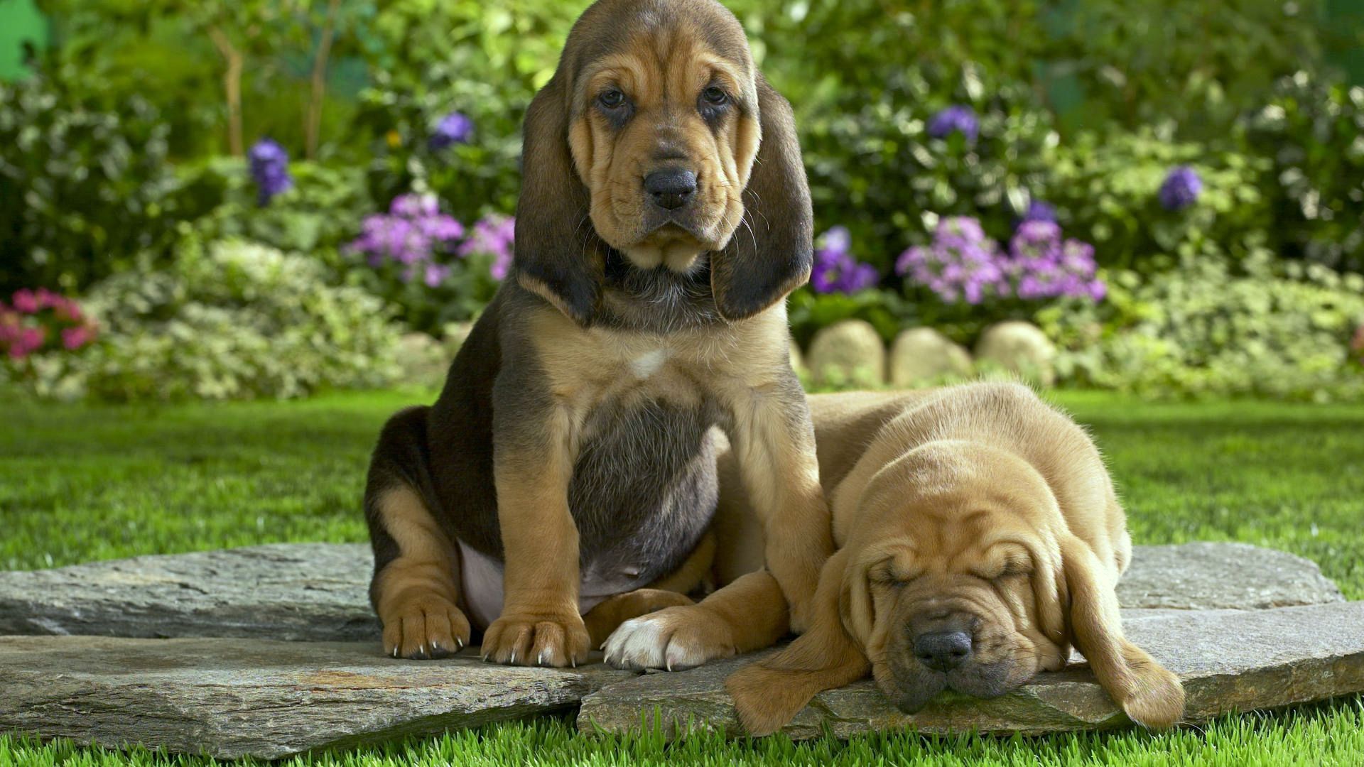 127038 Screensavers and Wallpapers Puppies for phone. Download animals, flowers, grass, couple, pair, to lie down, lie, sleep, dream, puppies pictures for free
