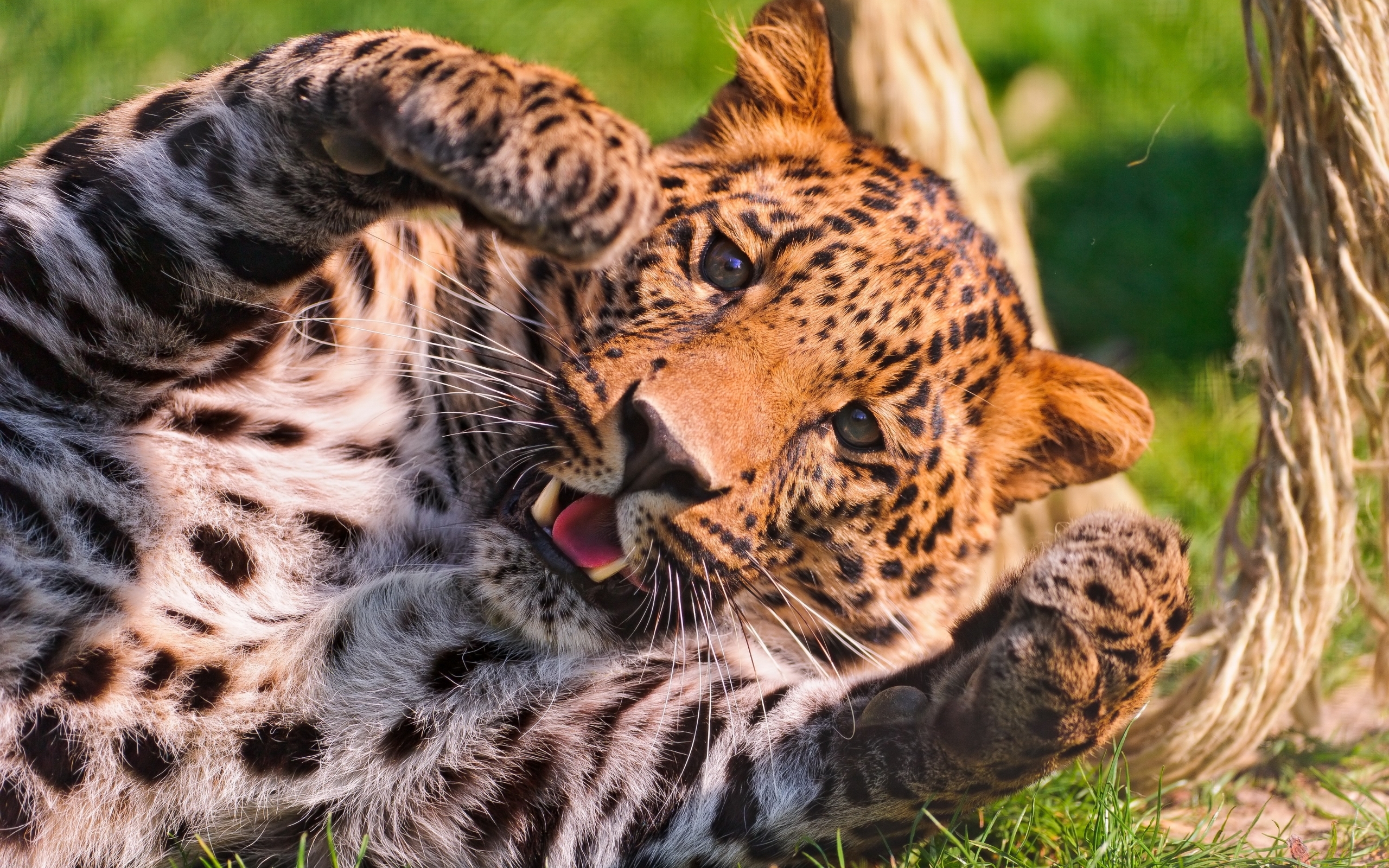 29019 Salvapantallas y fondos de pantalla Leopardos en tu teléfono. Descarga imágenes de animales gratis