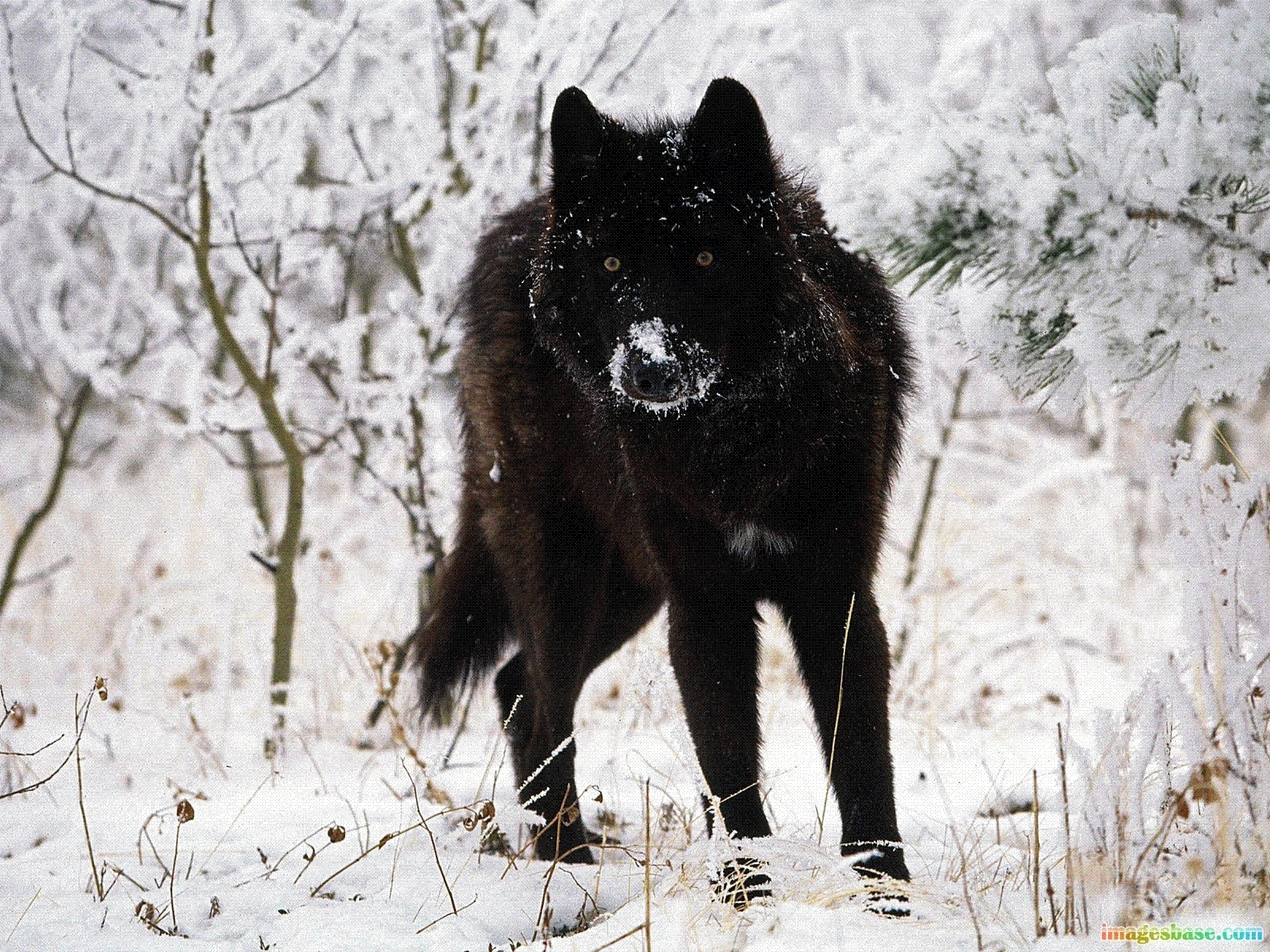 Laden Sie das Tiere, Wölfe, Winter-Bild kostenlos auf Ihren PC-Desktop herunter