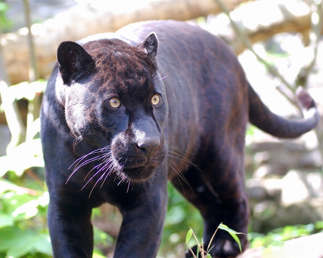 8797 download wallpaper animals, panthers screensavers and pictures for free