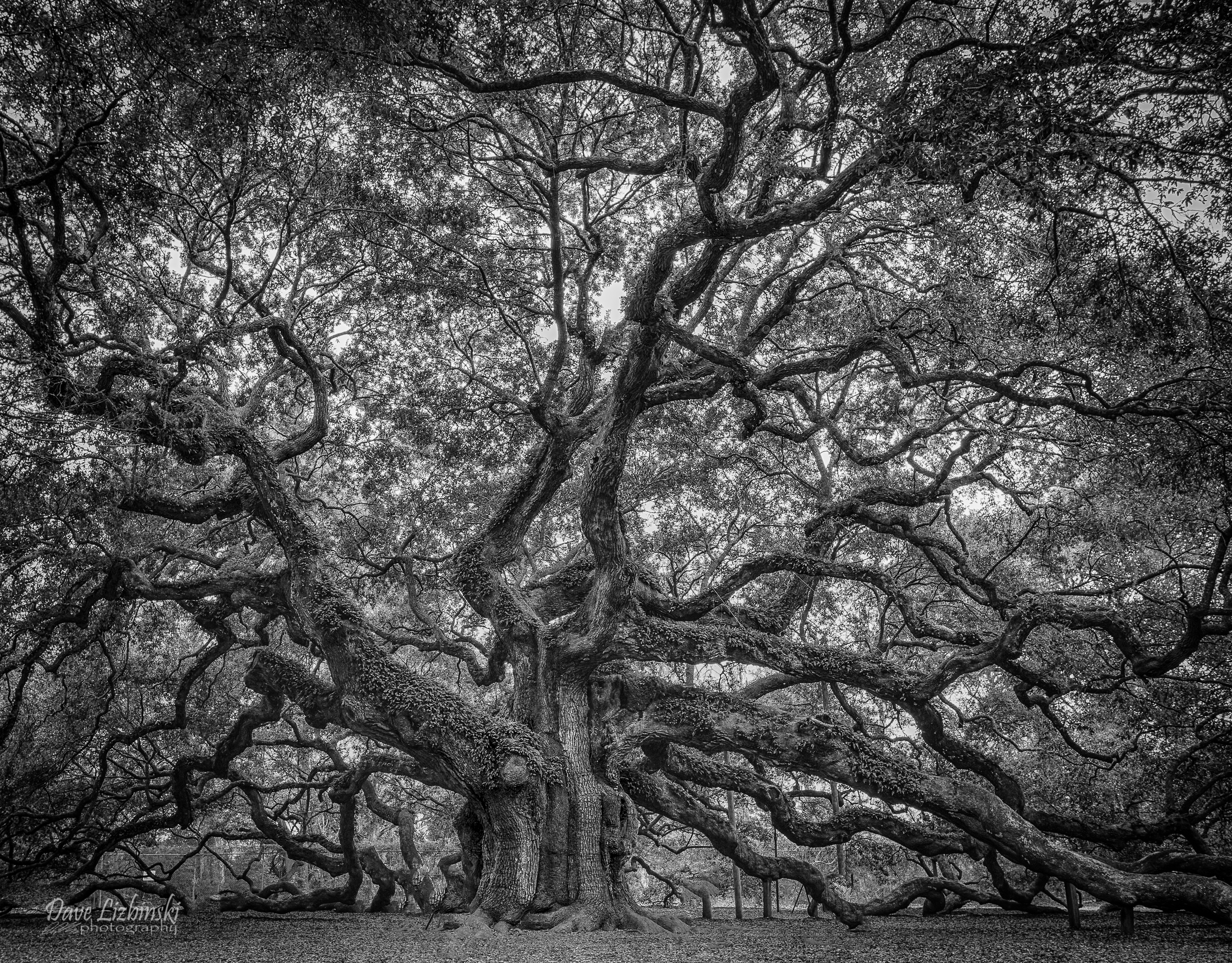 Черный дуб дерево