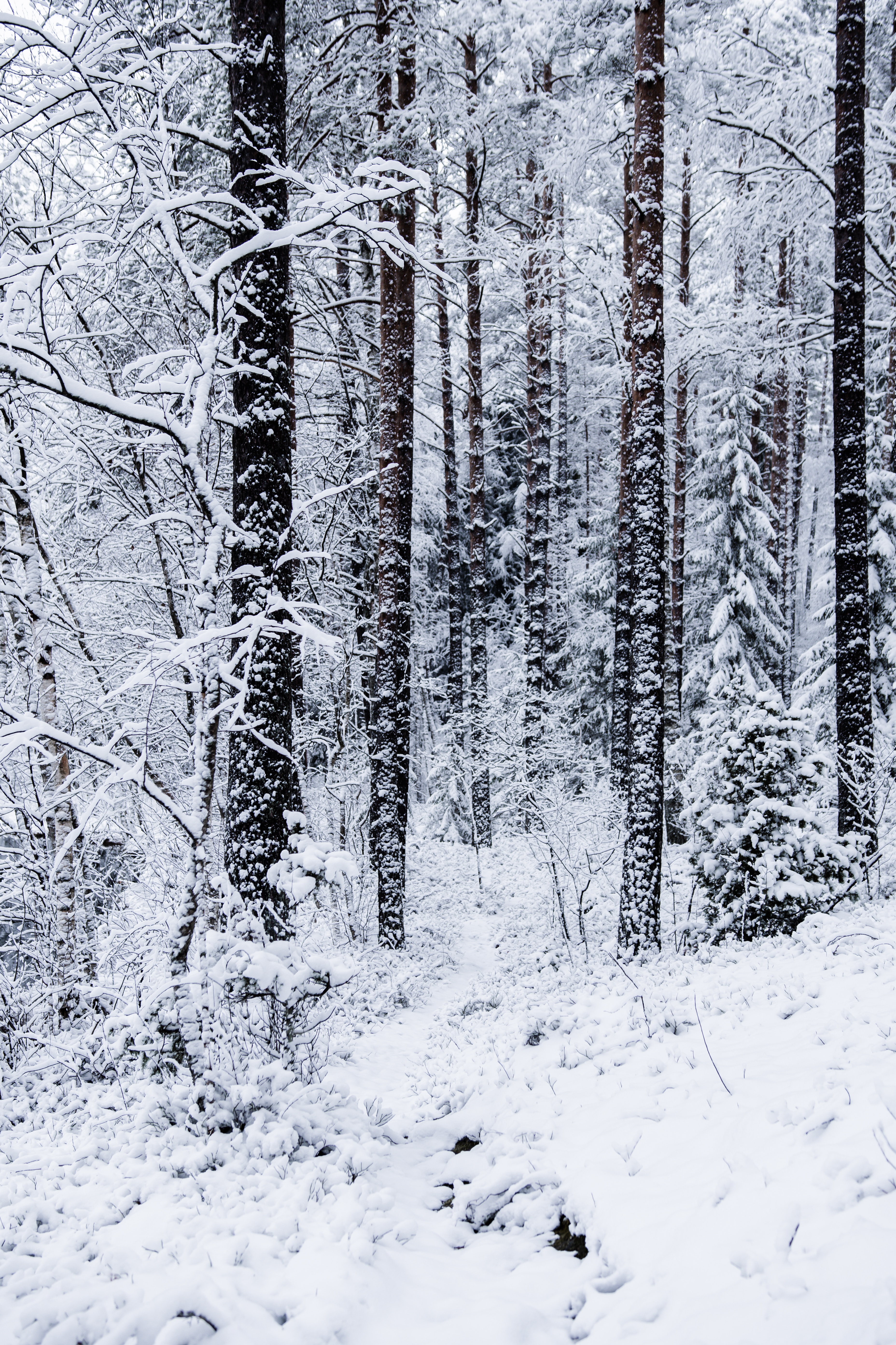151164 télécharger le fond d'écran hiver, nature, arbres, neige, forêt - économiseurs d'écran et images gratuitement