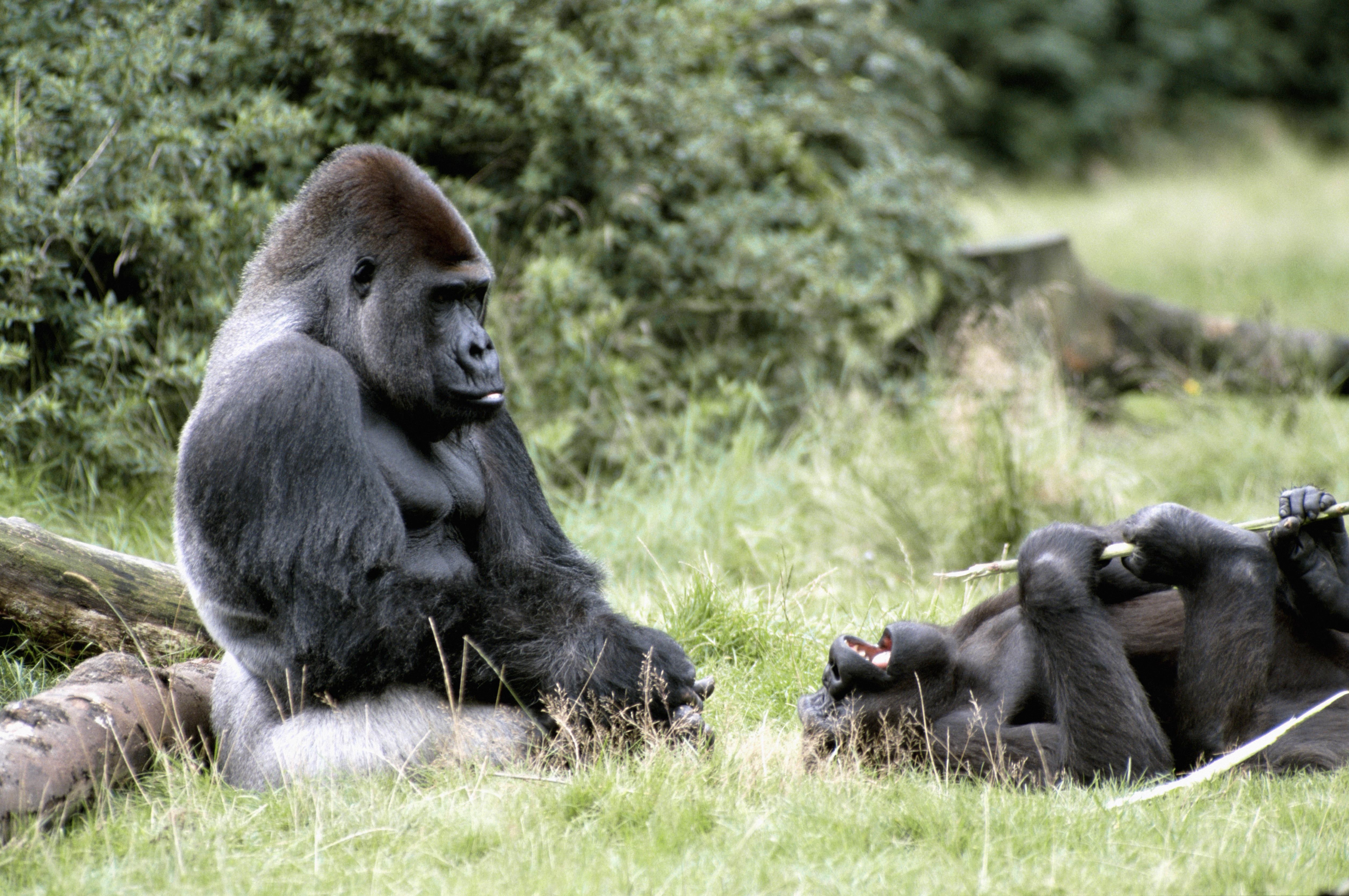 104257 Bild herunterladen tiere, grass, gorilla, afrika, gorillas - Hintergrundbilder und Bildschirmschoner kostenlos