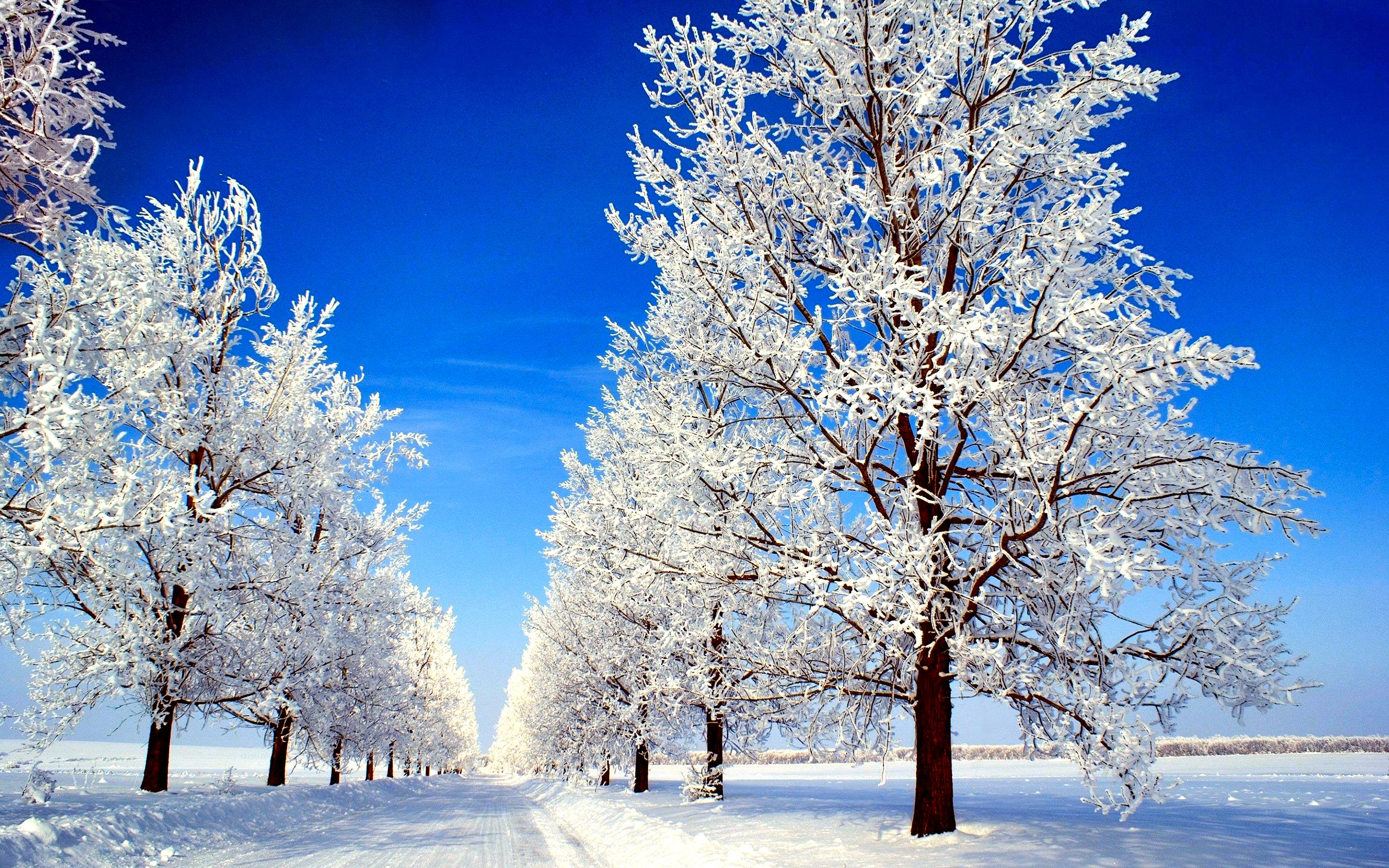 279380 обои 320x480 на телефон бесплатно, скачать картинки снег, зима, деревья, дерево 320x480 на мобильный