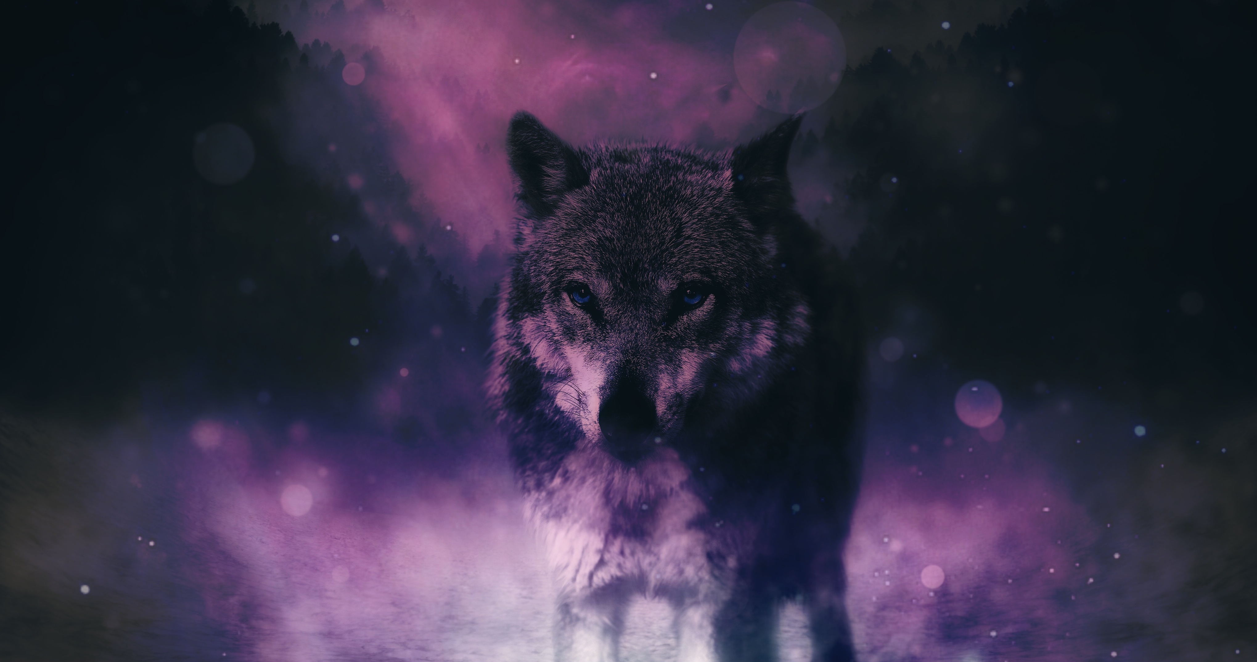 wolf, animals, predator, sight, opinion, wildlife, photoshop wallpapers for tablet