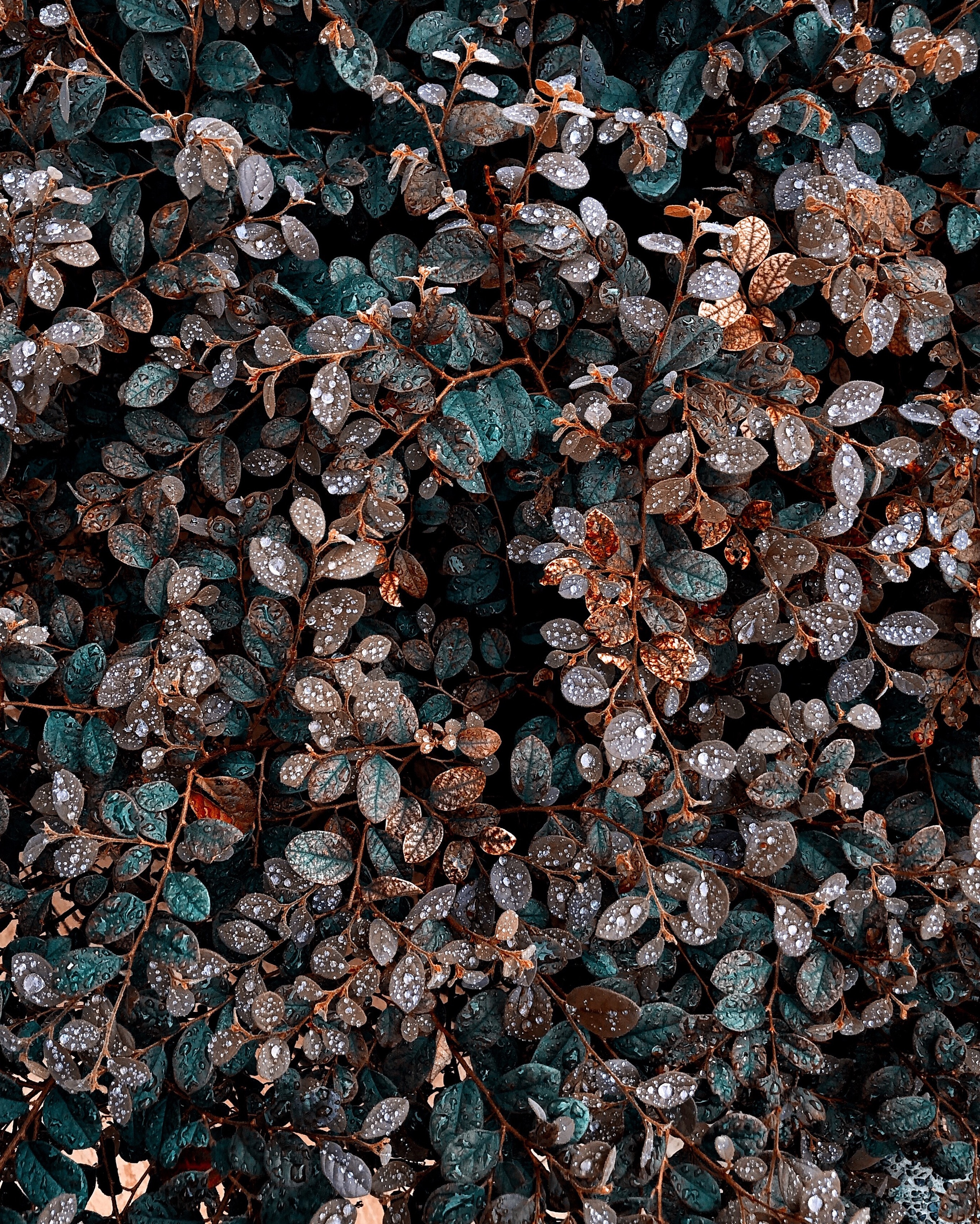vertical wallpaper bush, leaves, drops, plant, macro, wet, dew