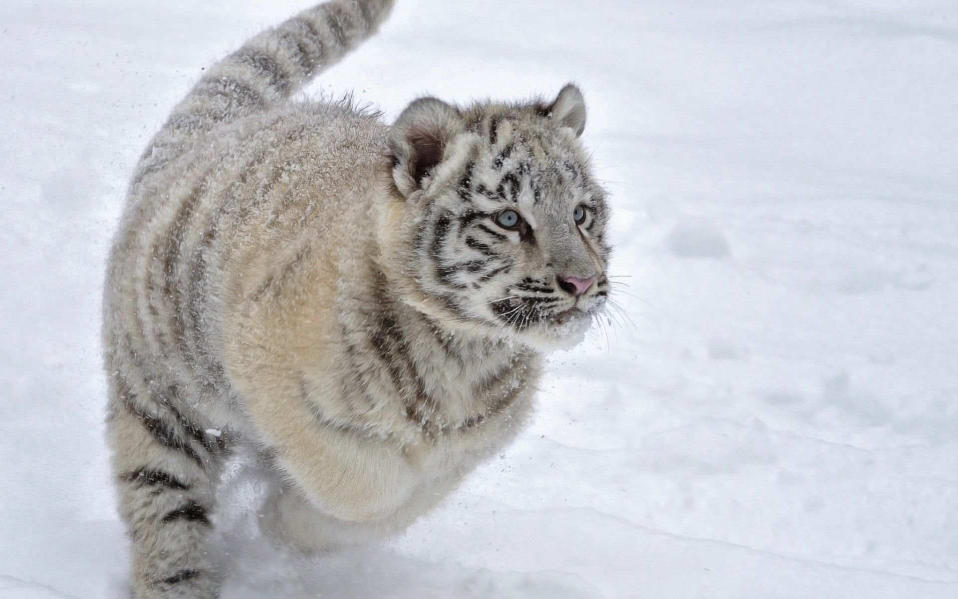 snow, winter, jump, tiger cub Vertical Wallpapers