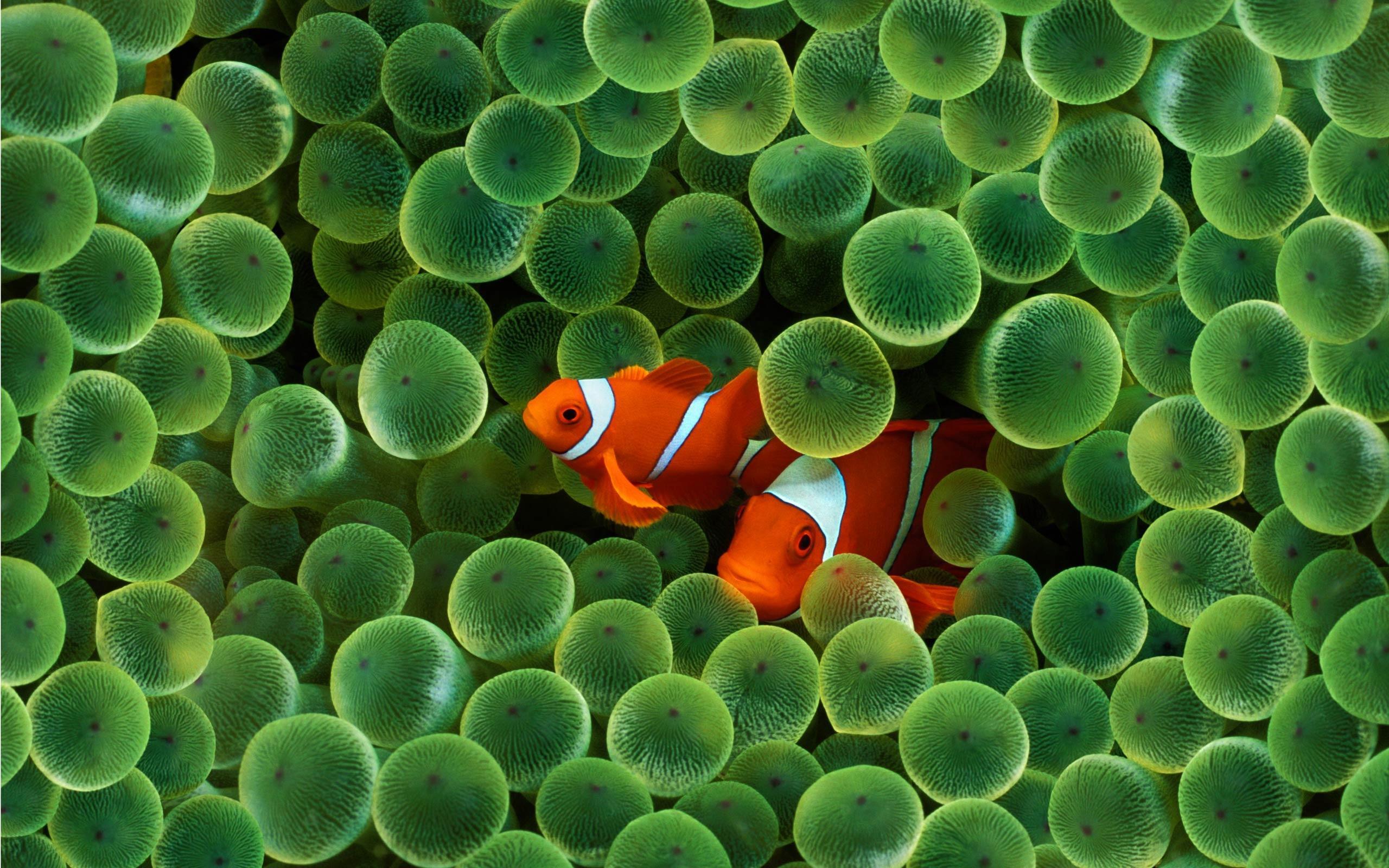 Laden Sie das Tiere, Clownfische-Bild kostenlos auf Ihren PC-Desktop herunter