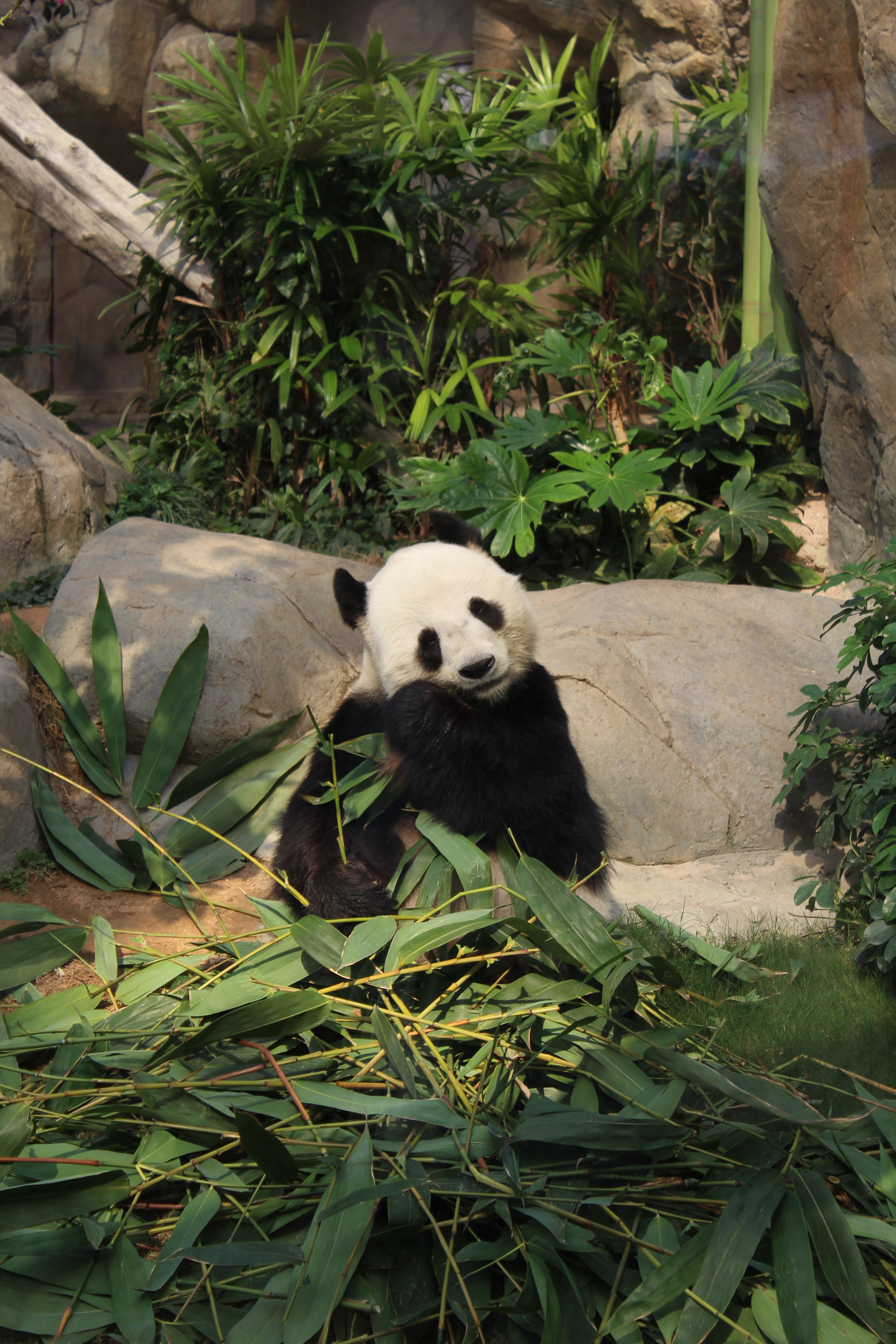 102841 Salvapantallas y fondos de pantalla Bambú en tu teléfono. Descarga imágenes de gracioso, animales, animal, panda gratis