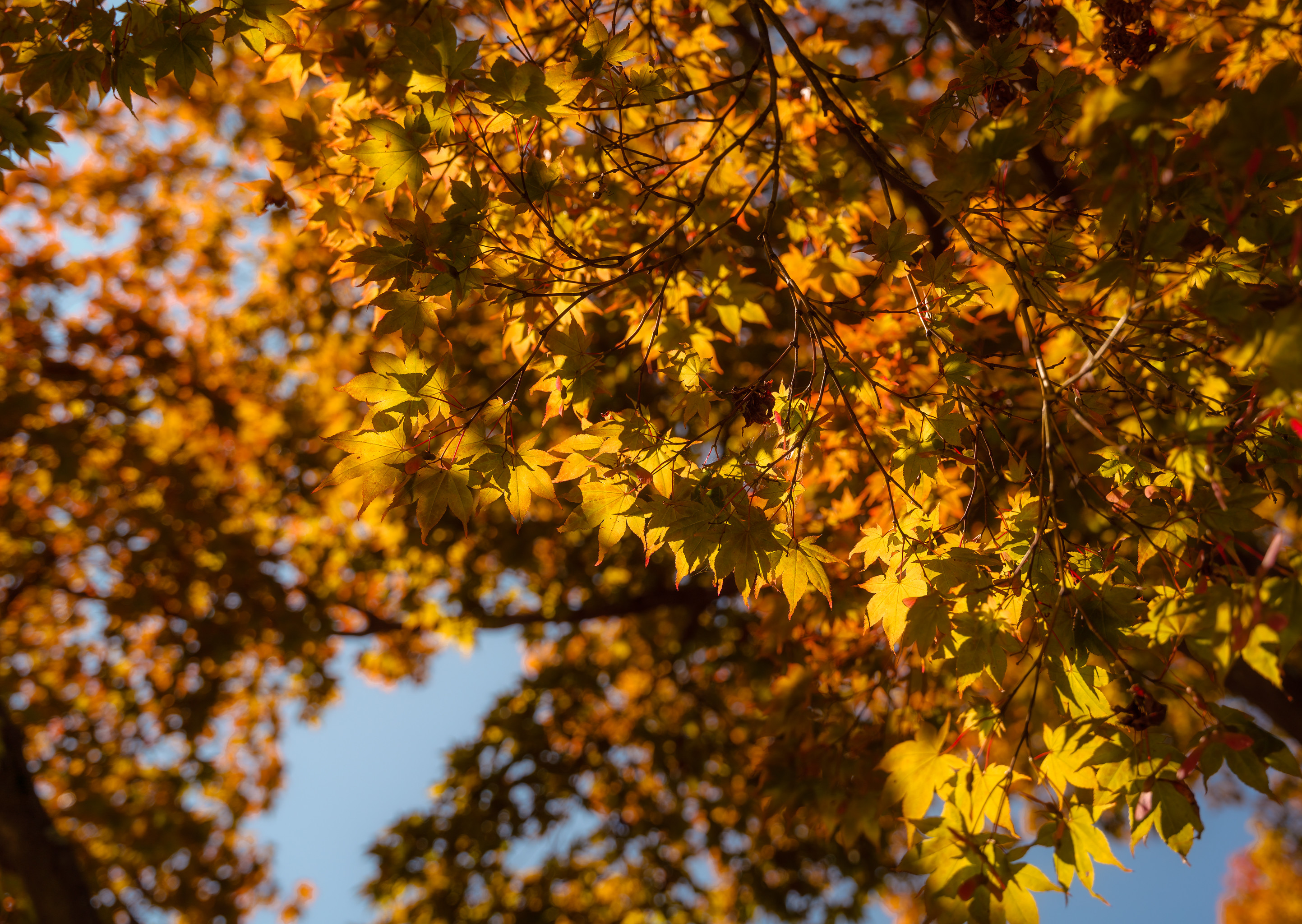 maple, autumn, nature, leaves, branch