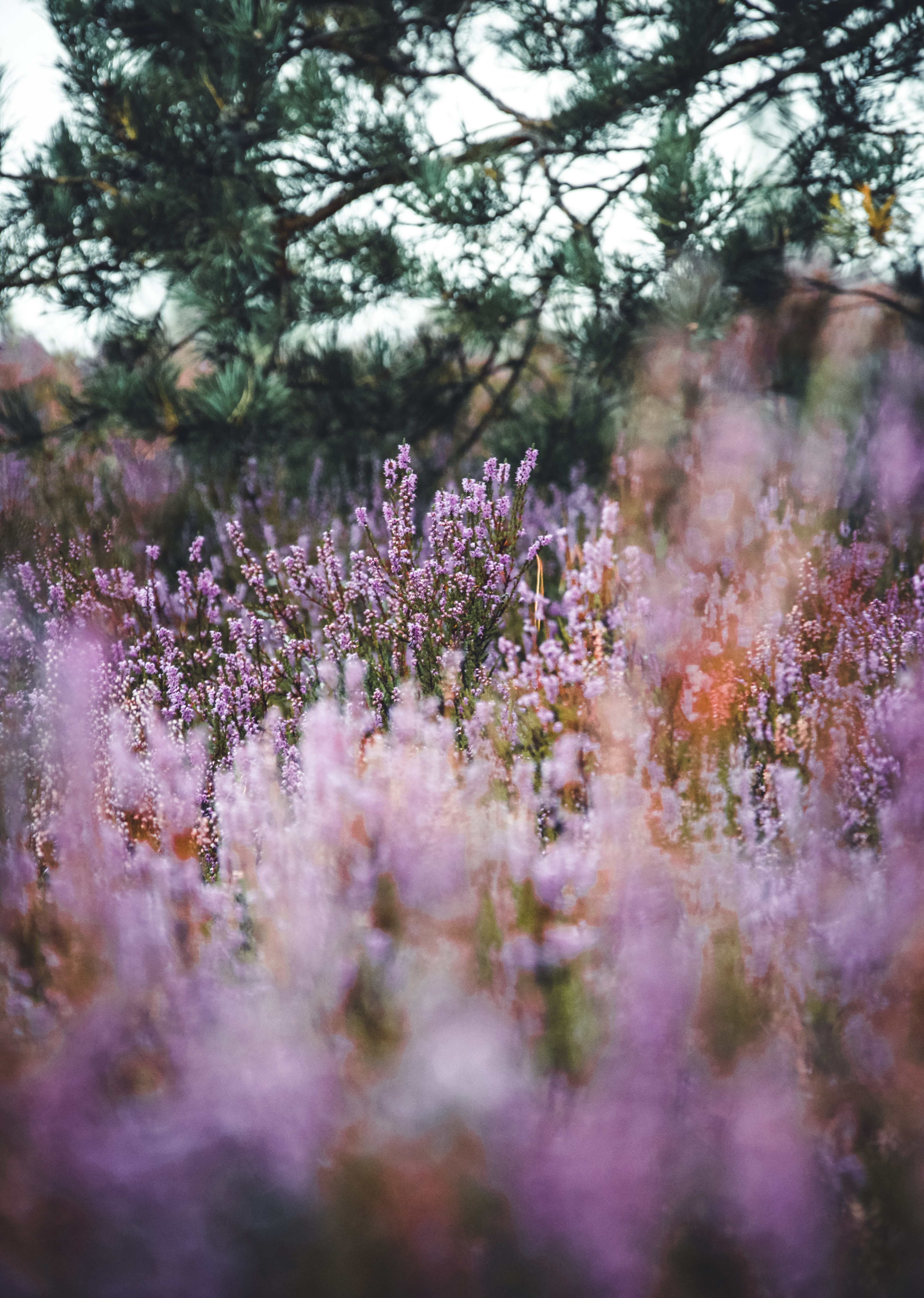 Laden Sie das Blumen, Grass, Feld, Lavendel, Wildblumen-Bild kostenlos auf Ihren PC-Desktop herunter